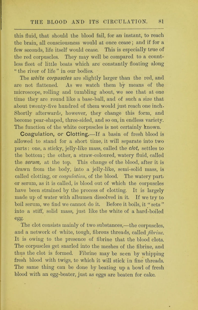 this fluid, that should the blood fail, for an instant, to reach the brain, all consciousness would at once cease; and if for a few seconds, life itself would cease. This is especially true of the red corpuscles. They may well be compared to a count- less fleet of little boats which are constantly floating along “ the river of life ” in our bodies. The white corpuscles are slightly larger than the red, and are not flattened. As we watch them by means of the microscope, rolling and tumbling about, we see that at one time they are round like a base-ball, and of such a size that about twenty-five hundred of them would just reach one inch. Shortly afterwards, however, they change this form, and become pear-shaped, three-sided, and so on, in endless variety. The function of the white corpuscles is not certainly known. Coagulation, or Clotting.—If a basin of fresh blood is allowed to stand for a short time, it will separate into two parts: one, a sticky, jelly-like mass, called the dot, settles to the bottom; the other, a straw-coloured, watery fluid, called the serum, at the top. This change of the blood, after it is drawn from the body, into a jelly-like, semi-solid mass, is called clotting, or coagulation, of the blood. The watery part> or serum, as it is called, is blood out of which the corpuscles have been strained by the process of clotting. It is largely made up of water with albumen dissolved in it. If we try to boil serum, we find we cannot do it. Before it boils, it “ sets ” into a stiff, solid mass, just like the white of a hard-boiled egg- The clot consists mainly of two substances,—the corpuscles, and a network of white, tough, fibrous threads, called fibrine. It is owing to the presence of fibrine that the blood clots. The corpuscles get snarled into the meshes of the fibrine, and thus the clot is formed. Fibrine may be seen by whipping fresh blood with twigs, to which it will stick in fine threads. The same thing can be done by beating up a bowl of fresh blood with an egg-beater, just as eggs are beaten for cake.