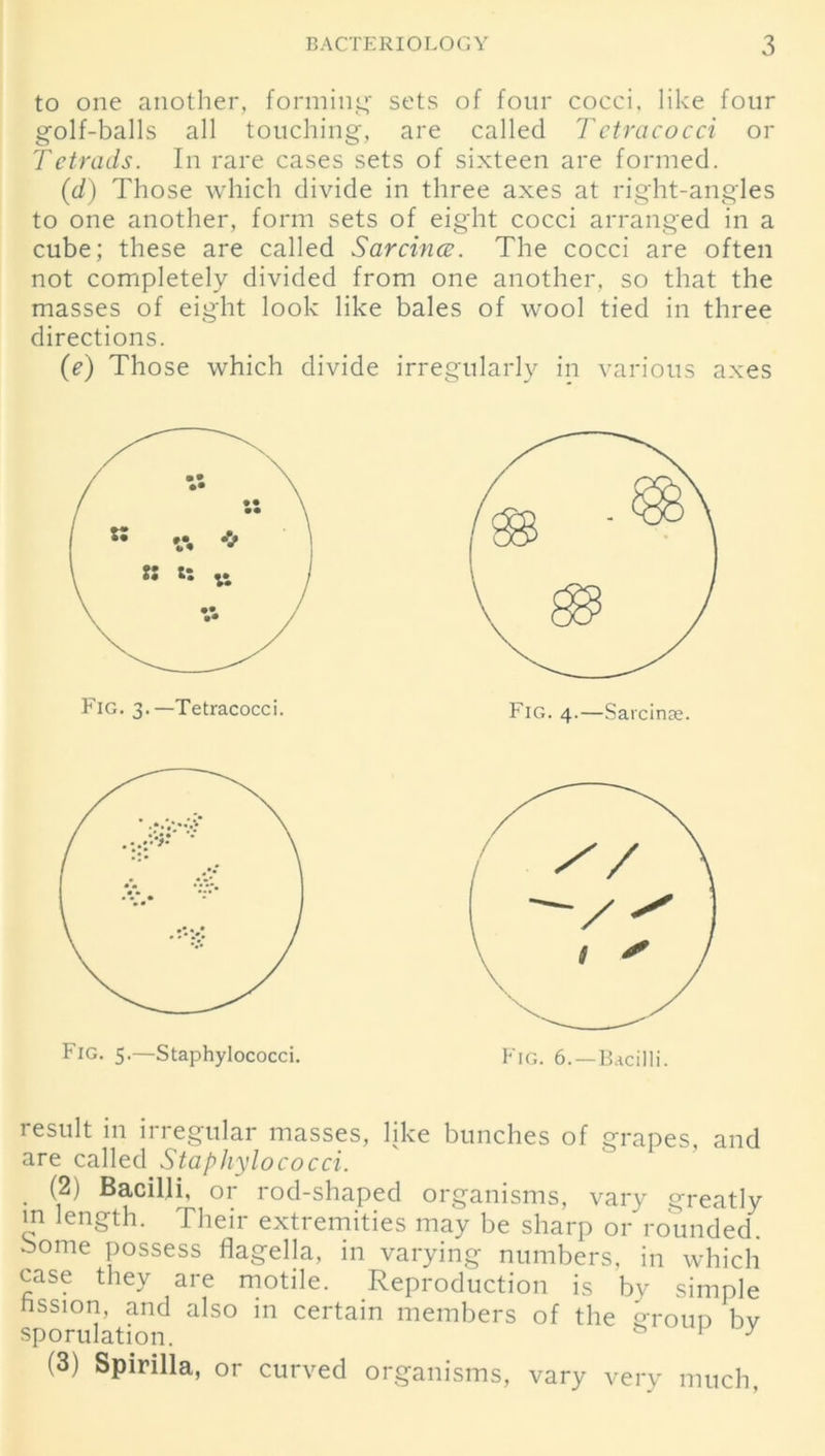 to one another, forming- sets of four cocci, like four golf-balls all touching, are called T ctracocci or Tetrads. In rare cases sets of sixteen are formed. (d) Those which divide in three axes at right-angles to one another, form sets of eight cocci arranged in a cube; these are called Sarcince. The cocci are often not completely divided from one another, so that the masses of eight look like directions. (e) Those which divide Fig. 3.—Tetracocci. Fig. 5.—Staphylococci. bales of wool tied in three irregularly in various axes result in irregular masses, like bunches of grapes, and are called Staphylococci. (2) Bacilli, or rod-shaped organisms, vary greatly m length. Their extremities may be sharp or rounded, borne possess flagella, in varying numbers, in which case they are motile. Reproduction is by simple hssion, and also in certain members of the group bv sporulation. 1 y (3) Spirilla, or curved organisms, vary very much,