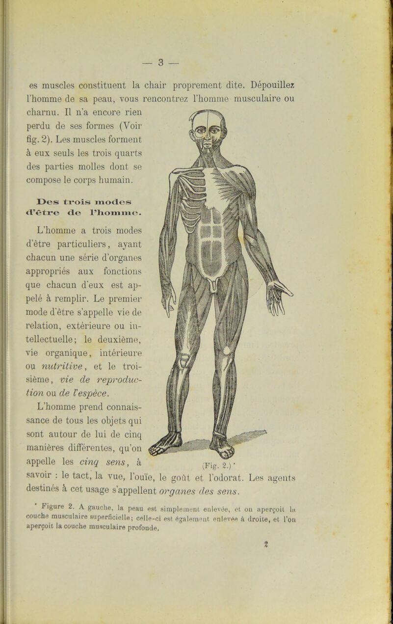 es muscles constituent la chair proprement dite. Dépouillez l’homme de sa peau, vous rencontrez l'homme musculaire ou charnu. Il n’a encore rien perdu de ses formes (Voir fig. 2). Les muscles forment à eux seuls les trois quarts des parties molles dont se compose le corps humain. Des ti-ois modes d’être de l’hommo. L’homme a trois modes d’être particuliers, ayant chacun une série d’organes appropriés aux fonctions que chacun d’eux est ap- pelé à remplir. Le premier mode d’être s’appelle vie de relation, extérieure ou in- tellectuelle; le deuxième, vie organique, intérieure ou nutritive, et le troi- sième, vie de reproduc- tion ou de l'espèce. L’homme prend connais- sance de tous les objets qui sont autour de lui de cinq manières différentes, qu’on appelle les cinq sens, à savoir : le tact, la vue, l’ouïe, le goût et l’odorat. Les agents destinés à cet usage s’appellent organes des sens. Figure 2. A gauche, la peau est simplement enlevée, et on aperçoit In couche musculaire superficielle; celle-ci est également enlevée à droite, et l’on aperçoit la couche musculaire profonde. 2