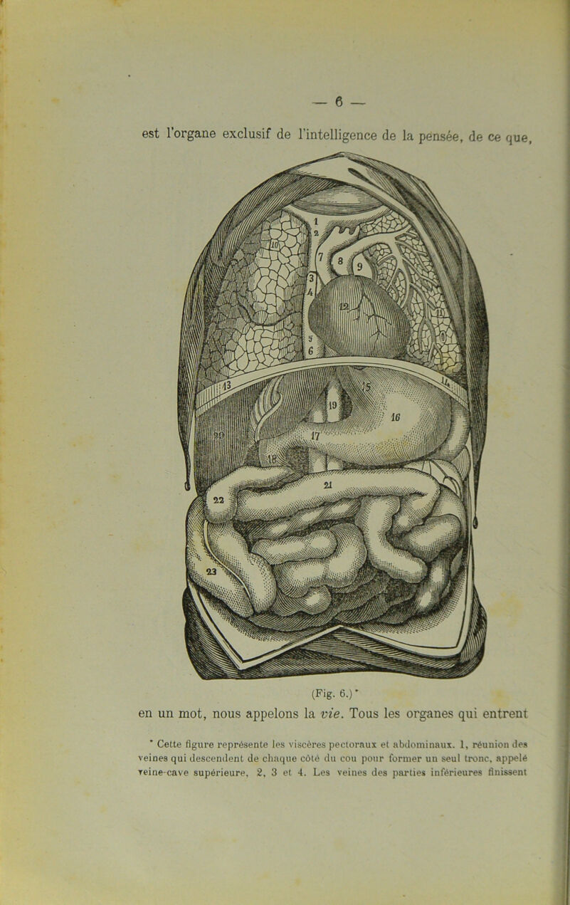 en un mot, nous appelons la vie. Tous les organes qui entrent ' Cette figure représente les viscères pectoraux et abdominaux. 1, réunion des veines qui descendent de chaque côté du cou pour former un seul tronc, appelé reine-cave supérieure. 2, 3 et 4. Les veines des parties inférieures finissent