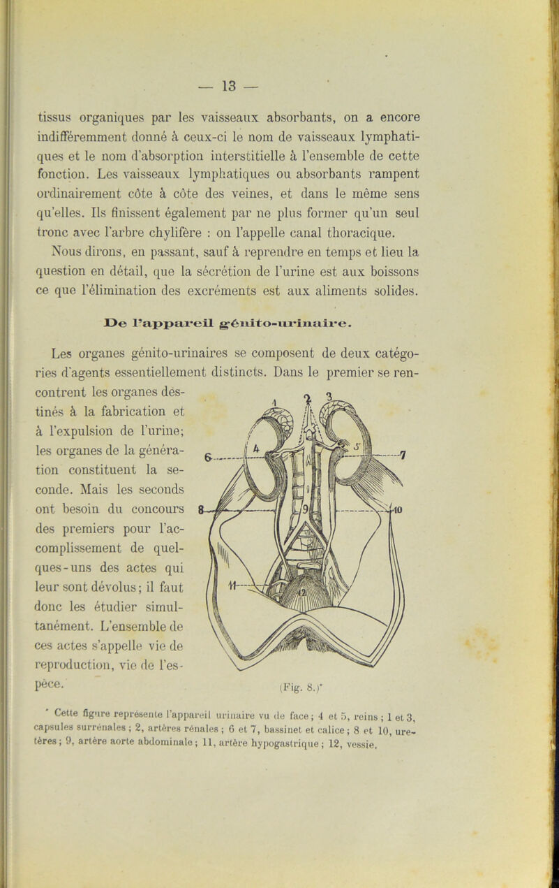 tissus organiques par les vaisseaux absorbants, on a encore indifféremment donné à ceux-ci le nom de vaisseaux lymphati- ques et le nom d’absorption interstitielle à l’ensemble de cette fonction. Les vaisseaux lymphatiques ou absorbants rampent ordinairement côte à côte des veines, et dans le même sens quelles. Ils finissent également par ne plus former qu’un seul tronc avec l'arbre chylifère : on l’appelle canal thoracique. Nous dirons, en passant, sauf à reprendre en temps et lieu la question en détail, que la sécrétion de l’urine est aux boissons ce que l’élimination des excréments est aux aliments solides. De l’appareil {fénito-urinah'e. Les organes génito-urinaires se composent de deux catégo- ries d’agents essentiellement distincts. Dans le premier se ren- contrent les organes des- tinés à la fabrication et à l’expulsion de l’urine; les organes de la généra- tion constituent la se- conde. Mais les seconds ont besoin du concours des premiers pour l’ac- complissement de quel- ques-uns des actes qui leur sont dévolus ; il faut donc les étudier simul- tanément. L’ensemble de ces actes s’appelle vie de reproduction, vie de l’es- pèce. Cette figure représente l’appareil urinaire vu de face; 4 et 5, reins; 1 et 3, capsules surrénales ; 2, artères rénales ; 6 et 7, bassinet et calice ; 8 et 10, ure- tères; 9, artère aorte abdominale; 11, artère hypogastrique; 12, vessie.