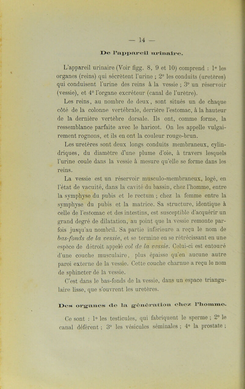 De l’appareil urinaire. L’appareil urinaire (Voir figg. 8, 9 et 10) comprend : 1° les organes (reins) qui sécrètent l’urine ; 2° les conduits (uretères) qui conduisent l’urine des reins à la vessie ; 3° un réservoir (vessie), et 4° l’organe excréteur (canal de l’urètre). Les reins, au nombre de deux, sont situés un de chaque côté de la colonne vertébrale, derrière l’estomac, â la hauteur de la dernière vertèbre dorsale. Ils ont, comme forme, la ressemblance parfaite avec le haricot. On les appelle vulgai- rement rognons, et ils en ont la couleur rouge-brun. Les uretères sont deux longs conduits membraneux, cylin- driques, du diamètre d’une plume d’oie, à travers lesquels l’urine coule dans la vessie à mesure quelle se forme dans les reins. La vessie est un réservoir musculo-membraneux, logé, en l’état de vacuité, dans la cavité du bassin, chez l’homme, entre la symphyse du pubis et le rectum ; chez la femme entre la symphyse du pubis et la matrice. Sa structure, identique à celle de l’estomac et des intestins, est susceptible d’acquérir un grand degré de dilatation, au point que la vessie remonte par- fois jusqu’au nombril. Sa partie inférieure a reçu le nom de bas-fonds de la vessie, et se termine en se rétrécissant en une espèce de détroit appelé col de la vessie. Celui-ci est entouré d’une couche musculaire, plus épaisse qu’en aucune autre paroi externe de la vessie. Cette couche charnue a reçu le nom de sphincter de 1a. vessie. C’est dans le bas-fonds de la vessie, dans un espace triangu- laire lisse, que s’ouvrent les uretères. D(‘h organes cle lit génération chez 1 lioimiio. Ce sont : 1° les testicules, qui fabriquent le sperme ; 2° le canal déférent ; 3° les vésicules séminales ; 4° la prostate ;
