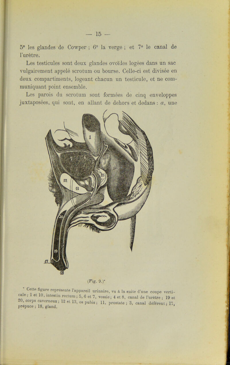 5° les glandes de Cowper ; 6° la verge ; et 7° le canal de l’urètre. Les testicules sont deux glandes ovoïdes logées dans un sac vulgairement appelé scrotum ou bourse. Celle-ci est divisée en deux compartiments, logeant chacun un testicule, et ne com- muniquant point ensemble. Les parois du scrotum sont formées de cinq enveloppes juxtaposées, qui sont, en allant de dehors et dedans : a, une (Fig. 9.)* Cette figure représente 1 appareil urinaire, vu à la suite d'une coupe verti- cale; 1 et 10, intestin rectum; 5, 6 et 7, vessie; 4 et 8, canal de l’urètre ; 19 et 20, corps caverneux; 12 et 13, os pubis ; 11, prostate ; 3, canal déférent ; 17, prépuce ; 18, gland. '