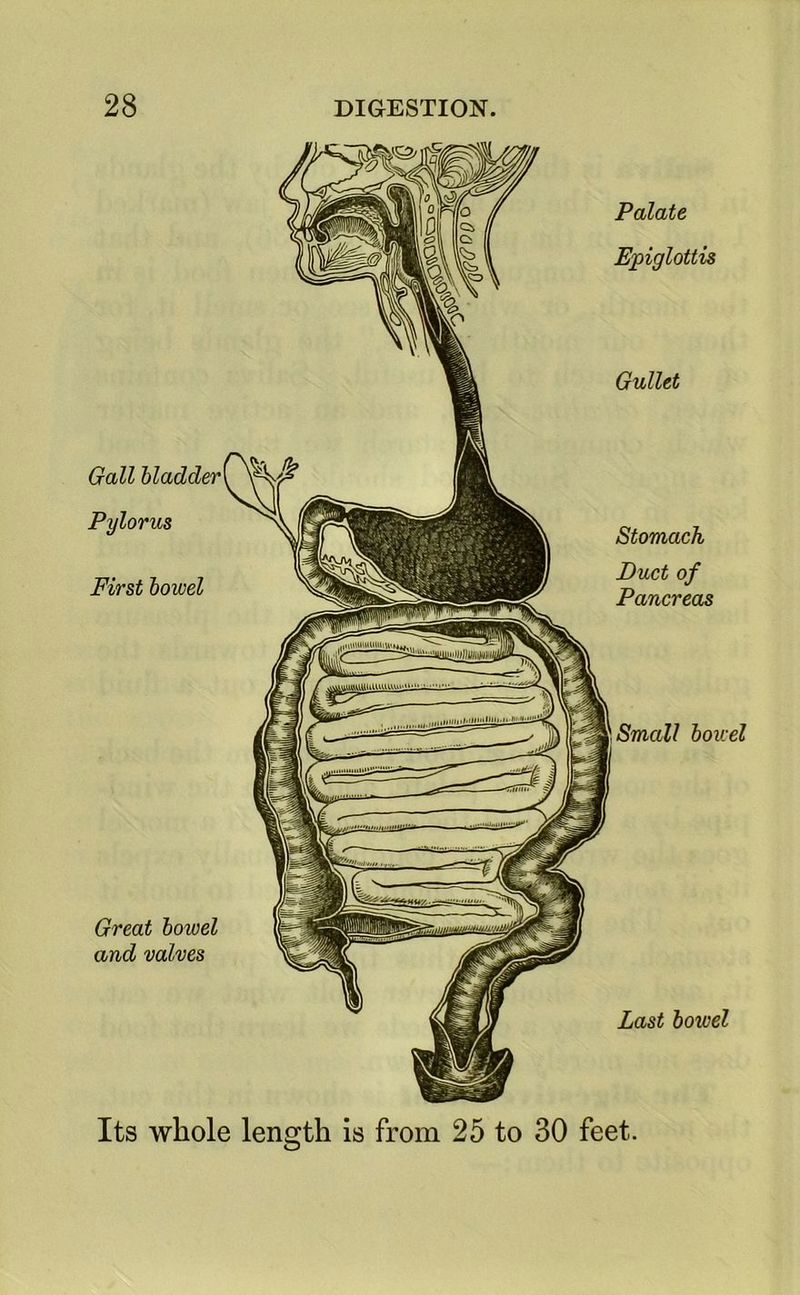 Palate Epiglottis Small bowel Its whole length is from 25 to 30 feet. Gullet Great bowel and valves Last bowel Gall bladder Pylorus First bowel Stomach Duct of Pancreas