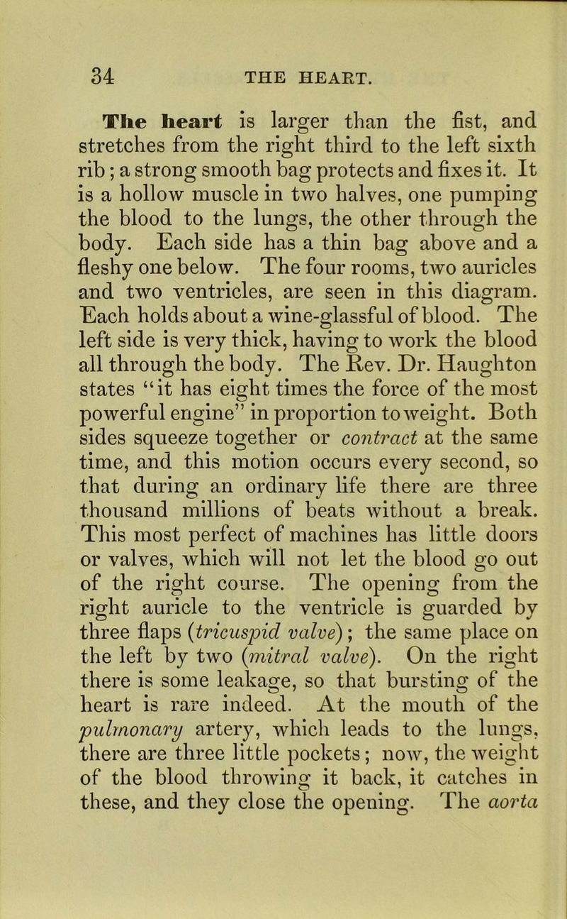 The heart is larger than the fist, and stretches from the right third to the left sixth rib; a strong smooth bag protects and fixes it. It is a hollow muscle in two halves, one pumping the blood to the lungs, the other through the body. Each side has a thin bag above and a fleshy one below. The four rooms, two auricles and two ventricles, are seen in this diagram. Each holds about a wine-glassful of blood. The left side is very thick, having to work the blood all through the body. The Eev. Dr. Haughton states “it has eight times the force of the most powerful engine” in proportion to weight. Both sides squeeze together or contract at the same time, and this motion occurs every second, so that during an ordinary life there are three thousand millions of beats without a break. This most perfect of machines has little doors or valves, which will not let the blood go out of the right course. The opening from the right auricle to the ventricle is guarded by three flaps {tricuspid valve); the same place on the left by two {mitral valve). On the right there is some leakage, so that bursting of the heart is rare indeed. At the mouth of the pulmonary artery, which leads to the lungs, there are three little pockets; now, the Aveiglit of the blood throwino* it back, it catches in these, and they close the opening. The aorta