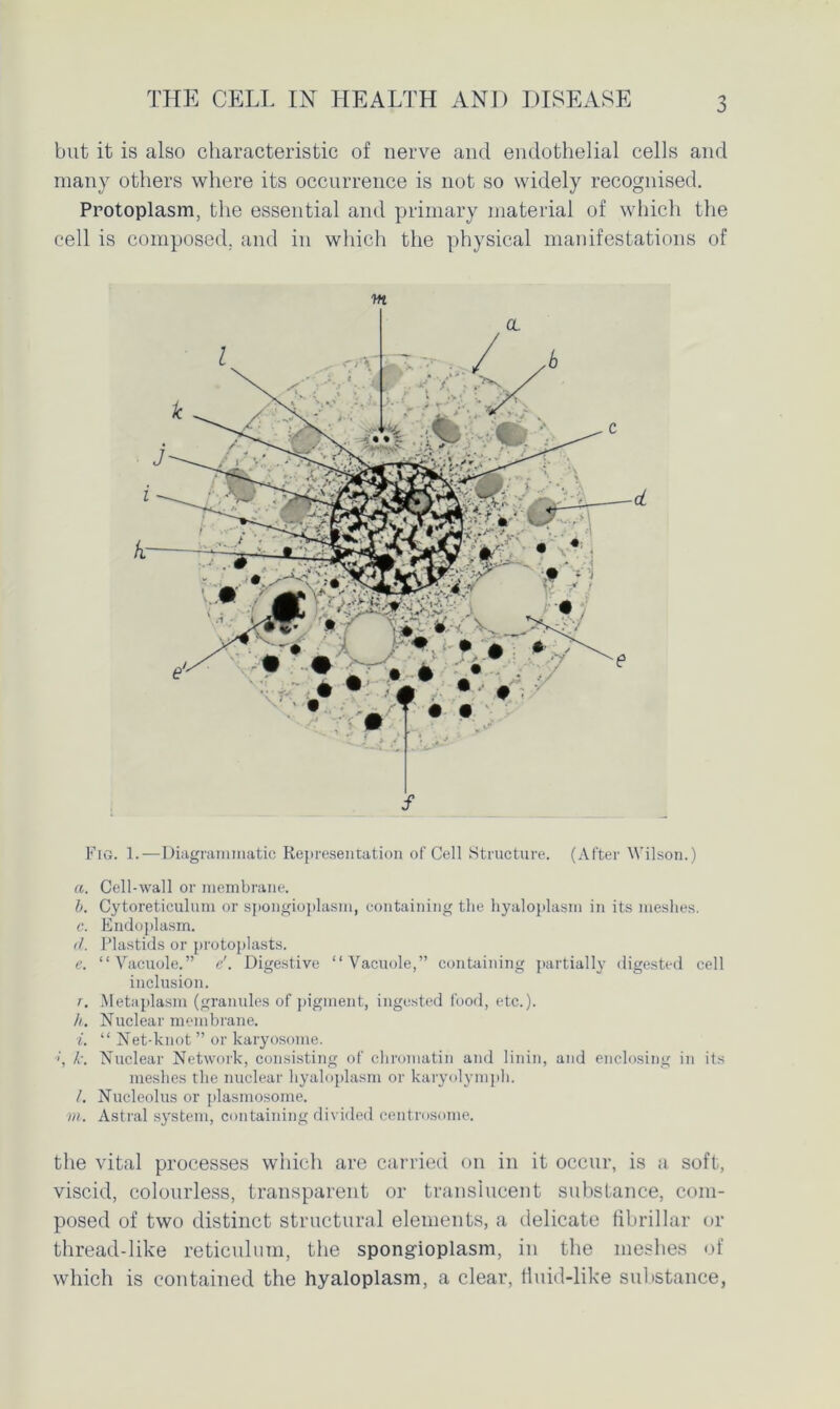 3 but it is also characteristic of nerve and endothelial cells and many others where its occurrence is not so widely recognised. Protoplasm, the essential and primary material of which the cell is composed, and in which the physical manifestations of Ml s d Fig. 1.—Diagrammatic Representation of Cell Structure. (After Wilson.) a. Cell-wall or membrane. b. Cytoreticulum or spongioplasm, containing the hyaloplasm in its meshes. c. Endoplasm. cl. Plastids or protoplasts. e. “Vacuole.” e'. Digestive “Vacuole,” containing partially digested cell inclusion. r. Metaplasm (granules of pigment, ingested food, etc.). h. Nuclear membrane. i. “ Net-knot ” or karyosome. •»', k. Nuclear Network, consisting of chromatin and linin, and enclosing in its meshes the nuclear hyaloplasm or karyolymph. I. Nucleolus or plasmosome. in. Astral system, containing divided centrosome. the vital processes which are carried on in it occur, is a soft, viscid, colourless, transparent or translucent substance, com- posed of two distinct structural elements, a delicate fibrillar or thread-like reticulum, the spongioplasm, in the meshes of which is contained the hyaloplasm, a clear, fiuid-like substance,