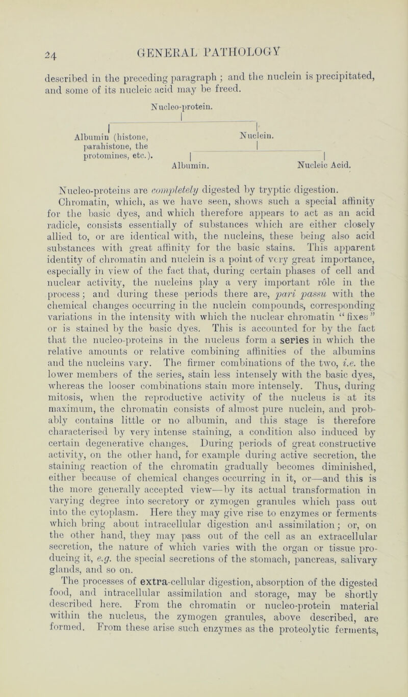 H described in the preceding paragraph ; and the nuclein is precipitated, and some of its nucleic acid may be freed. Nueleo-protein. I 1 I . Albumin (histone, Nuclein. parahistone, the I protomines, etc.). Albumin. Nucleic Acid. Nucleo-proteins are completely digested by tryptic digestion. Chromatin, which, as we have seen, shows such a special affinity for the basic dyes, and which therefore appears to act as an acid radicle, consists essentially of substances which are either closely allied to, or are identical with, the nucleins, these being also acid substances with great affinity for the basic stains. This apparent identity of chromatin and nuclein is a point of very great importance, especially in view of the fact that, during certain phases of cell and nuclear activity, the nucleins play a very important role in the process; and during these periods there are, pari passu with the chemical changes occurring in the nuclein compounds, corresponding variations in the intensity with which the nuclear chromatin “ fixes ” or is stained by the basic dyes. This is accounted for by the fact that the nucleo-proteins in the nucleus form a series in which the relative amounts or relative combining affinities of the albumins and the nucleins vary. The firmer combinations of the two, i.e. the lower members of the series, stain less intensely with the basic dyes, whereas the looser combinations stain more intensely. Thus, during mitosis, when the reproductive activity of the nucleus is at its maximum, the chromatin consists of almost pure nuclein, and prob- ably contains little or no albumin, and this stage is therefore characterised by very intense staining, a condition also induced by certain degenerative changes. During periods of great constructive activity, on the other hand, for example during active secretion, the staining reaction of the chromatin gradually becomes diminished, either because of chemical changes occurring in it, or—and this is the more generally accepted view—by its actual transformation in varying degree into secretory or zymogen granules which pass out into the cytoplasm. Here they may give rise to enzymes or ferments which bring about intracellular digestion and assimilation; or, on the other hand, they may pass out of the cell as an extracellular secretion, the nature of which varies with the organ or tissue pro- ducing it, e.g. the special secretions of the stomach, pancreas, salivary glands, and so on. The processes of extra-cellular digestion, absorption of the digested food, and intracellular assimilation and storage, may be shortly described here. From the chromatin or nueleo-protein material within the nucleus, the zymogen granules, above described, are formed. From these arise such enzymes as the proteolytic ferments,