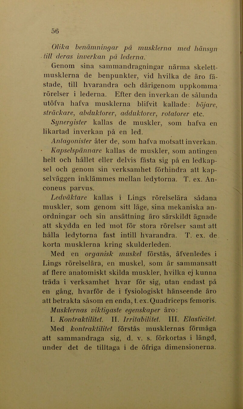 Olika benämningar på musklerna med hänsyn ■ lill deras inverkan på lederna. Genom sina sammandragningar närma skelett- musklerna de benpunkler, vid hvilka de äro fa- stade, till hvarandra och därigenom uppkomma rörelser i lederna. Efter den inverkan de sålunda utöfva hafva musklerna blifvit kallade: böjare, sträckare, abdnktorer, adduktorer, rotatorer etc. Synergister kallas de muskler, som hafva en likartad inverkan på en led. Antagonister åter de, som hafva motsatt inverkan. • Kapselspännare kallas de muskler, som antingen helt och hållet eller delvis fästa sig på en ledkap- sel och genom sin verksamhet förhindra alt kap- selväggen inklämmes mellan ledytorna. T. ex. An- coneus parvus. Ledväktare kallas i Lings rörelselära sådana muskler, som genom sitt läge, sina mekaniska an- ordningar och sin ansättning äro särskildt ägnade alt skydda en led mot för stora rörelser samt att hålla ledytorna fast intill hvarandra. T. ex. de korta musklerna kring skulderleden. Med en organisk muskel förstås, äfvenledes i Lings rörelselära, en muskel, som är sammansatt af flere anatomiskt skilda muskler, hvilka ej kunna träda i verksamhet hvar för sig, utan endast på en gång, hvarför de i fysiologiskt hänseende äro att betrakta såsom en enda, t. ex. Quadriceps femoris. Musklernas viktigaste egenskaper äro: I. Kontraktilitet. II. Irritabilitet. III. Elasticitet. Med kontraktilitet förstås musklernas förmåga att sammandraga sig, d. v. s. förkortas i längd, under det de tilltaga i de öfriga dimensionerna.