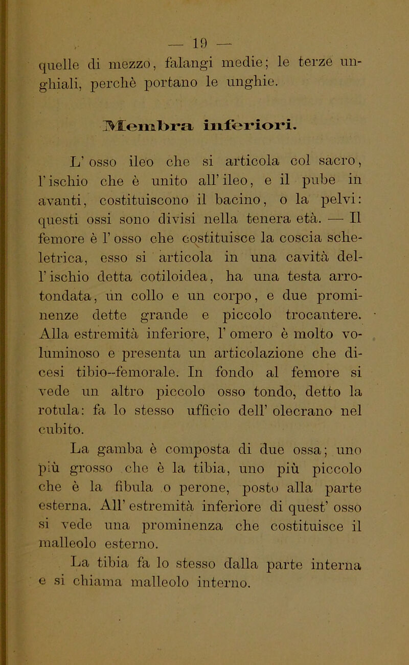 quelle di mezzo, falangi medie; le terze rin- ghiali, perchè portano le unghie. Membra inferiori. L’ osso ileo che si articola col sacro, l'ischio che è unito all’ ileo, e il pube in avanti, costituiscono il bacino, o la pelvi: questi ossi sono divisi nella tenera età. — Il femore è l1 osso che costituisce la coscia sche- X letrica, esso si articola in una cavità dei- rischio detta cotiloidea, ha una testa arro- tondata, un collo e un corpo, e due promi- nenze dette grande e piccolo trocantere. Alla estremità inferiore, V omero è molto vo- luminoso e presenta un articolazione che di- cesi tibio-femorale. In fondo al femore si vede un altro piccolo osso tondo, detto la rotula: fa lo stesso ufficio dell’ olecrano nel cubito. La gamba è composta di due ossa; uno più grosso che è la tibia, uno più piccolo che è la fibula o perone, posto alla parte esterna. All’ estremità inferiore di quest’ osso si vede una prominenza che costituisce il malleolo esterno. La tibia fa lo stesso dalla parte interna e si chiama malleolo interno.