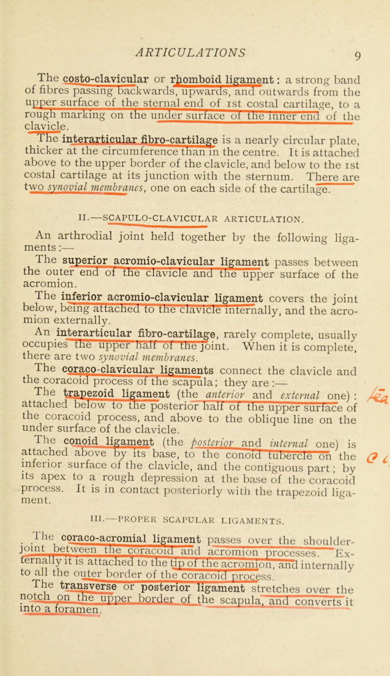 The costo-clavicular or rhomboid ligament: a strong band of fibres passing backwards, upwards, and outwards from the upper surface of the sternal end of ist costal cartilage, to a rough marking on the under surface ot tbe inner enfl of the clavicle. The interarticular fibro-cartilapj-e is a nearly circular plate, thicker at the circumference than in the centre. It is attached above to the upper border of the clavicle, and below to the ist costal cartilage at its junction with the sternum. There are two synovial membranes. one on each side of the cartilage^ II.—SCAPULO-CLAVICULAR ARTICULATION. An arthrodial joint held together by the following liga- ments :— The superior acromio-clavicular ligament passes between the outer end of ttie clavicle and the upper surface of the acromion. The inferior acromio-clavicular ligament covers the joint below, being atfactied to tne clavicle internally, and the acro- mion externally. An interarticular fibro-cartilage, rarely complete, usually occupies tne upper half ot tne joint. When it is complete, there are two synovial membranes. The coraco-clavicular ligaments connect the clavicle and the coracoid process ot the scapula; they are :— The trapezoid ligament (the anterior and external one) : attached below to the posterior hall of the upper surface of the coracoid process, and above to the oblique line on the under surface of the clavicle. The conoid ligament (the bostcrior_ and internal one) is attached above by its base, to tne conoid tuDercie on the inferior surface of the clavicle, and the contiguous part; by its apex to a rough depression at the base of the coracoid process. It is in contact posteriorly with the trapezoid liga- ment. HI-—PROPER SCAPULAR LIGAMENTS. T he coraco-acromial ligament passes over the shoulder- jomt between tne coracoid “and acromion processes. Ex- ternally it is attached to the tip ot the acromion, and internally to all the outerjb order of tjj^^oracoicnnro^ss. The transverse or posterior ligament stretches over the notch on tne upper border of the scapula; and converts it into a foramen.