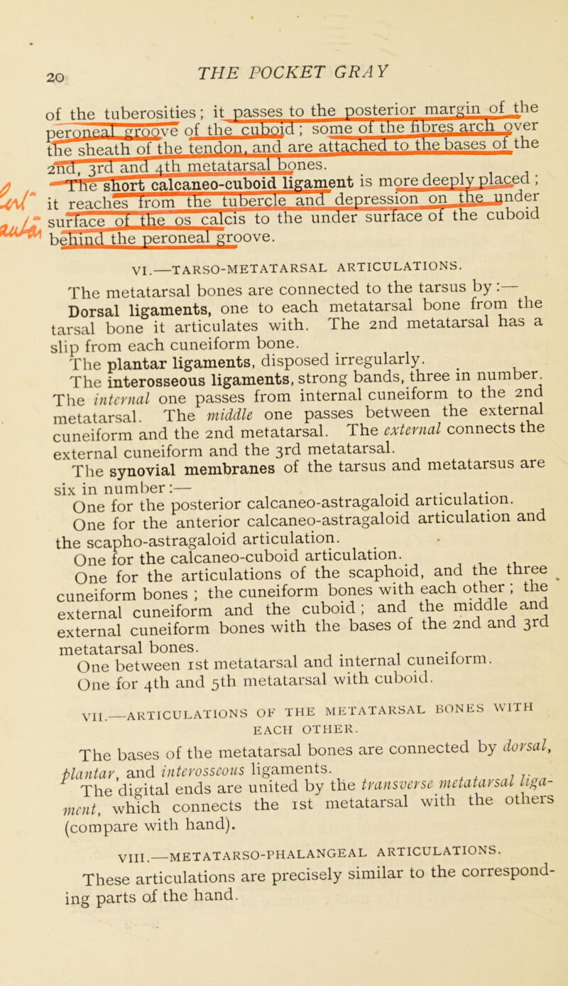 of the tuberosities; it passes to the posterior margin of_the of^th^c^, 22!^^£ver t^iesheath^f_tlie^en^^^^a^d^reMatt^^ i^^^^the^bases^o^the bones. L11L- QUOUI.ll 2nd, 3rd and 4th metatarsal uVuW. — x short calcaneo cuboid ligament is more deeply place(1, it reacheTTrom the tubercle anddepression on the under +v>o nnHor cnrtarp nt the cuboid surTace~q2^^os^calcis to the under surface of the cuboid beKThd the peroneal groove. VI. TARSO-METATARSAL ARTICULATIONS. The metatarsal bones are connected to the tarsus by: Dorsal ligaments, one to each metatarsal bone fro™ “ie tarsal bone it articulates with. The 2nd metatarsal has a slip from each cuneiform bone. The plantar ligaments, disposed irregularly. The interosseous ligaments, strong bands, three m number The internal one passes from internal cuneiform to the 2nd metatarsal. The middle one passes between the external cuneiform and the 2nd metatarsal. The external connects the external cuneiform and the 3*d metatarsal. The synovial membranes of the tarsus and metatarsus are six in number:— One for the posterior calcaneo-astragaloid articulation. One for the anterior calcaneo-astragaloid articulation and the scapho-astragaloid articulation. One for the calcaneo-cuboid articulation. One for the articulations of the scaphoid, and the three cuneiform bones ; the cuneiform bones with each other ; the external cuneiform and the cuboid ; and the middle and external cuneiform bones with the bases of the 2nd and 3rd metatarsal bones. One between 1st metatarsal and internal cuneiiorm. One for 4th and 5th metatarsal with cuboid. V1I.—ARTICULATIONS OF THE METATARSAL BONES WITH EACH OTHER. The bases of the metatarsal bones are connected by dorsal, plantar, and interosseous ligaments 7- The digital ends are united by the transverse metatarsal liha mcnt, which connects the 1st metatarsal with the otlieis (compare with hand). yhi —metatarso-phalangeal articulations. These articulations are precisely similar to the correspond- ing parts of the hand.