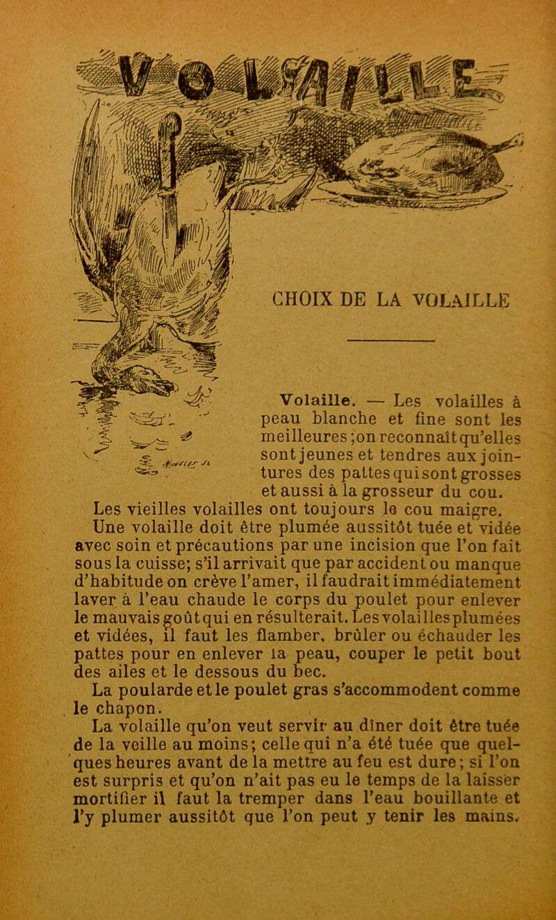 Tv % & meilleures ;on reconnaît qu’elles v.. yt sont jeunes et tendres aux join-  tures des pattes qui sont grosses et aussi à la grosseur du cou. Les vieilles volailles ont toujours le cou maigre. Une volaille doit être plumée aussitôt tuée et vidée avec soin et précautions par une incision que l’on fait sous la cuisse; s’il arrivait que par accident ou manque d’habitude on crève l’amer, il faudrait immédiatement laver à l’eau chaude le corps du poulet pour enlever le mauvais goût qui en résulterait. Les volailles plumées et vidées, il faut les flamber, brûler ou écbauder les pattes pour en enlever la peau, couper le petit bout des ailes et le dessous du bec. La poularde et le poulet gras s’accommodent comme le chapon. La volaille qu’on veut servir au dîner doit être tuée de la veille au moins; celle qui n’a été tuée que quel- ques heures avant de la mettre au feu est dure; si l’on est surpris et qu’on n’ait pas eu le temps de la laisser mortifier il faut la tremper dans l’eau bouillante et l’y plumer aussitôt que l’on peut y tenir leâ mains.