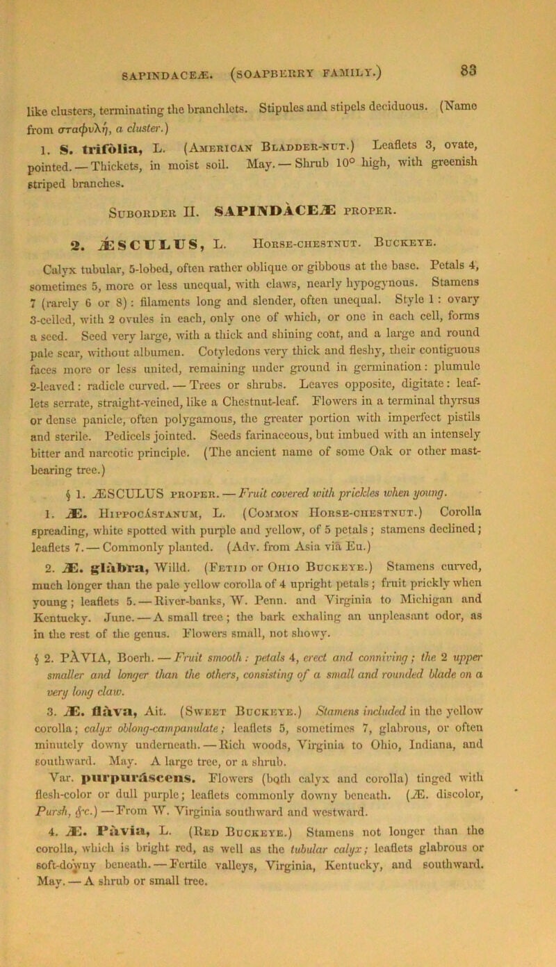 like clusters, terminating the branchlets. Stipules anil stipels deciduous. (Namo from <TTa(pv\t), a cluster.) 1. S. trifolia, L. (American Bladder-nut.) Leaflets 3, ovate, pointed. — Thickets, in moist soil. May. — Shrub 10° high, with greenish striped branches. Suborder II. SAPINDACEjE PROPER. 2. jESCUEITS, L. Horse-chestnut. Buckeye. Calyx tubular, 5-lobed, often rather oblique or gibbous at the base. Petals 4, sometimes 5, more or less unequal, with claws, nearly hjpogtnous. Stamens 7 (rarely 6 or 8): filaments long and slender, often unequal. Stylo 1 : ovary 3-celled, with 2 ovules in each, only one of which, or one in each cell, forms a seed. Seed very large, with a thick and shining coat, and a large and round pale scar, without albumen. Cotyledons very thick and fleshy, their contiguous faces more or less united, remaining under ground in germination: plumule 2-leaved : radicle curved. — Trees or shrubs. Leaves opposite, digitate: leaf- lets serrate, straight-veined, like a Chestnut-leaf. Flowers in a terminal thyrsus or dense panicle, often polygamous, the greater portion with imperfect pistils and sterile. Pedicels jointed. Seeds farinaceous, but imbued with an intensely bitter and narcotic principle. (The ancient name of some Oak or other mast- bearing tree.) 4 1. vFSCULUS proper. — Fruit covered with prickles when young. 1. JE. HippocIstanum, L. (Common Horse-chestnut.) Corolla spreading, white spotted with purple and yellow, of 5 petals; stamens declined; leaflets 7.— Commonly planted. (Adv. from Asia via Eu.) 2. jE. glabra, Willd. (Fetid or Ohio Buckeye.) Stamens curved, much longer than the pale yellow corolla of 4 upright petals; fruit prickly when young; leaflets 5. — River-banks, W. Penn, and Virginia to Michigan and Kentucky. June. — A small tree ; the bark exhaling an unpleasant odor, as in the rest of the genus. Flowers small, not showy. § 2. PA.VIA, Boerh. — Fruit smooth: petals 4, erect and conniving; the. 2 upper smaller and longer than the others, consisting of a small and rounded blade on a very long claw. 3. JE, flsiva, Ait. (Sweet Buckeye.) Stamens included in the yellow corolla; calyx oblong-campanulate; leaflets 5, sometimes 7, glabrous, or often minutely downy underneath. — Rich woods, Virginia to Ohio, Indiana, and southward. May. A large tree, or a shrub. Var. purpurdsccns. Flowers (bqth calyx anil corolla) tinged with flesh-color or dull purple; leaflets commonly downy beneath. (JE. discolor, Pursh, frc.) —From W. Virginia southward and westward. 4. JE, I’liviii, L. (Red Buckeye.) Stamens not longer than the corolla, which is bright red, as well as the tubular calyx; leaflets glabrous or soft-du'wny beneath. — Fertile valleys, Virginia, Kentucky, and southward. May. — A shrub or small tree.