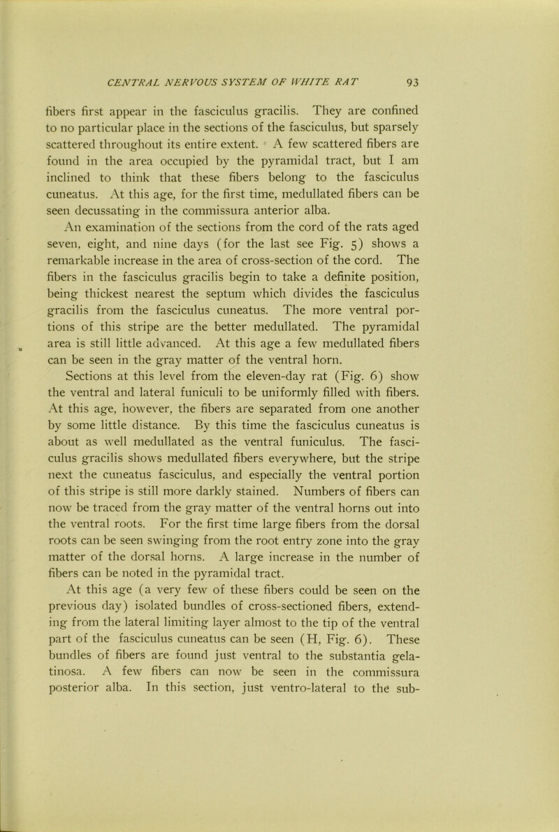 libers first appear in the fasciculus gracilis. They are confined to no particular place in the sections of the fasciculus, but sparsely scattered throughout its entire extent. A few scattered fibers are found in the area occupied by the pyramidal tract, but I am inclined to think that these fibers belong to the fasciculus cuneatus. At this age, for the first time, medullated fibers can be seen decussating in the commissura anterior alba. An examination of the sections from the cord of the rats aged seven, eight, and nine days (for the last see Fig. 5) shows a remarkable increase in the area of cross-section of the cord. The fibers in the fasciculus gracilis begin to take a definite position, being thickest nearest the septum which divides the fasciculus gracilis from the fasciculus cuneatus. The more ventral por- tions of this stripe are the better medullated. The pyramidal area is still little advanced. At this age a few medullated fibers can be seen in the gray matter of the ventral horn. Sections at this level from the eleven-day rat (Fig. 6) show the ventral and lateral funiculi to be uniformly filled with fibers. At this age, however, the fibers are separated from one another by some little distance. By this time the fasciculus cuneatus is about as well medullated as the ventral funiculus. The fasci- culus gracilis shows medullated fibers everywhere, but the stripe next the cuneatus fasciculus, and especially the ventral portion of this stripe is still more darkly stained. Numbers of fibers can now be traced from the gray matter of the ventral horns out into the ventral roots. For the first time large fibers from the dorsal roots can be seen swinging from the root entry zone into the gray matter of the dorsal horns. A large increase in the number of fibers can be noted in the pyramidal tract. At this age (a very few of these fibers could be seen on the previous day) isolated bundles of cross-sectioned fibers, extend- ing from the lateral limiting layer almost to the tip of the ventral part of the fasciculus cuneatus can. be seen (H, Fig. 6). These bundles of fibers are found just ventral to the substantia gela- tinosa. A few fibers can now be seen in the commissura posterior alba. In this section, just ventro-lateral to the sub-