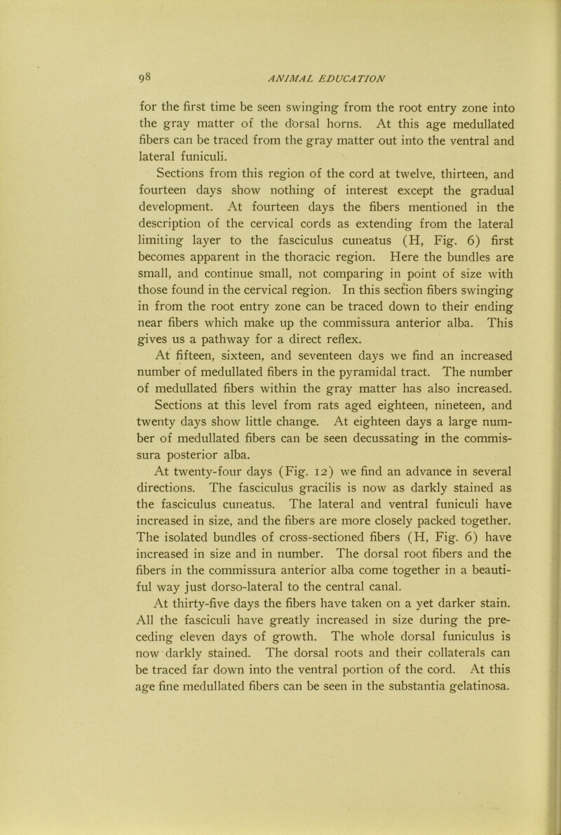 for the first time be seen swinging from the root entry zone into the gray matter of the d'orsal horns. At this age medullated fibers can be traced from the gray matter out into the ventral and lateral funiculi. Sections from this region of the cord at twelve, thirteen, and fourteen days show nothing of interest except the gradual development. At fourteen days the fibers mentioned in the description of the cervical cords as extending from the lateral limiting layer to the fasciculus cuneatus (H, Fig. 6) first becomes apparent in the thoracic region. Here the bundles are small, and continue small, not comparing in point of size with those found in the cervical region. In this section fibers swinging in from the root entry zone can be traced down to their ending near fibers which make up the commissura anterior alba. This gives us a pathway for a direct reflex. At fifteen, sixteen, and seventeen days we find an increased number of medullated fibers in the pyramidal tract. The number of medullated fibers within the gray matter has also increased. Sections at this level from rats aged eighteen, nineteen, and twenty days show little change. At eighteen days a large num- ber of medullated fibers can be seen decussating in the commis- sura posterior alba. At twenty-four days (Fig. 12) we find an advance in several directions. The fasciculus gracilis is now as darkly stained as the fasciculus cuneatus. The lateral and ventral funiculi have increased in size, and the fibers are more closely packed together. The isolated bundles of cross-sectioned fibers (H, Fig. 6) have increased in size and in number. The dorsal root fibers and the fibers in the commissura anterior alba come together in a beauti- ful way just dorso-lateral to the central canal. At thirty-five days the fibers have taken on a yet darker stain. All the fasciculi have greatly increased in size during the pre- ceding eleven days of growth. The whole dorsal funiculus is now darkly stained. The dorsal roots and their collaterals can be traced far down into the ventral portion of the cord. At this age fine medullated fibers can be seen in the substantia gelatinosa.