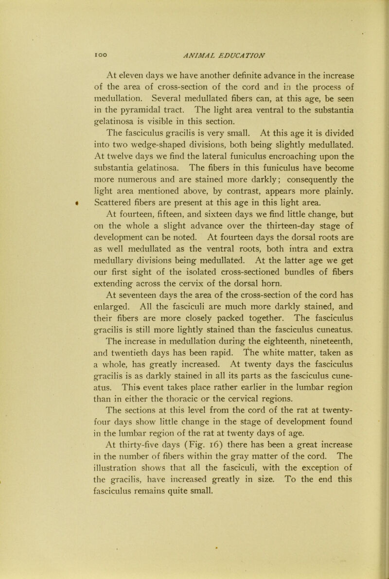 At eleven days we have another definite advance in the increase of the area of cross-section of the cord and in the process of inedullation. Several medullated fibers can, at this age, be seen in the pyramidal tract. The light area ventral to the substantia gelatinosa is visible in this section. The fasciculus gracilis is very small. At this age it is divided into two wedge-shaped divisions, both being slightly medullated. At twelve days we find the lateral funiculus encroaching upon the substantia gelatinosa. The fibers in this funiculus have become more numerous and are stained more darkly; consequently the light area mentioned above, by contrast, appears more plainly. Scattered fibers are present at this age in this light area. At fourteen, fifteen, and sixteen days we find little change, but on the whole a slight advance over the thirteen-day stage of development can be noted. At fourteen days the dorsal roots are as well medullated as the ventral roots, both intra and extra medullary divisions being medullated. At the latter age we get our first sight of the isolated cross-sectioned bundles of fibers extending across the cervix of the dorsal horn. At seventeen days the area of the cross-section of the cord has enlarged. All the fasciculi are much more darkly stained, and their fibers are more closely packed together. The fasciculus gracilis is still more lightly stained than the fasciculus cuneatus. The increase in medullation during the eighteenth, nineteenth, and twentieth days has been rapid. The white matter, taken as a whole, has greatly increased. At twenty days the fasciculus gracilis is as darkly stained in all its parts as the fasciculus cune- atus. This event takes place rather earlier in the lumbar region than in either the thoracic or the cervical regions. The sections at this level from the cord of the rat at twenty- four days show little change in the stage of development found in the lumbar region of the rat at twenty days of age. At thirty-five days (Fig. i6) there has been a great increase in the number of fibers within the gray matter of the cord. The illustration shows that all the fasciculi, with the exception of the gracilis, have increased greatly in size. To the end this fasciculus remains quite small.