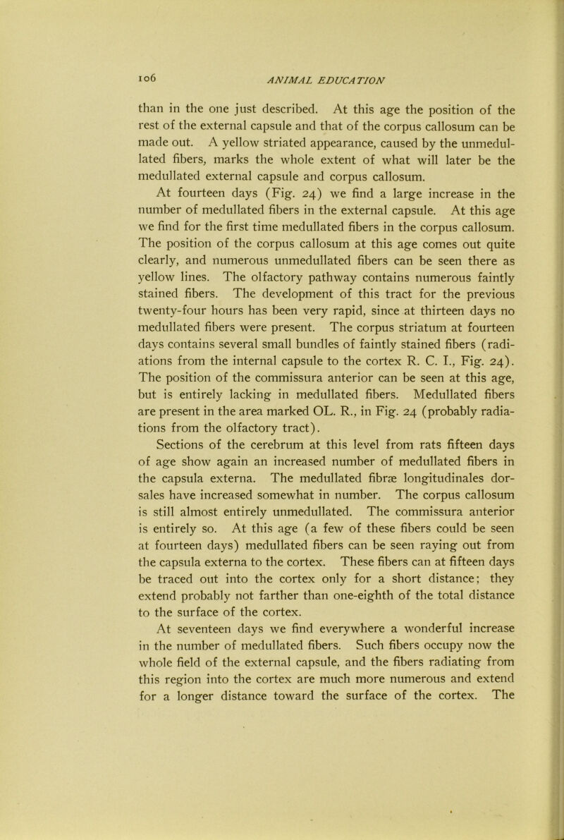 io6 than in the one just described. At this age the position of the rest of the external capsule and that of the corpus callosum can be made out. A yellow striated appearance, caused by the unmedul- lated fibers, marks the whole extent of what will later be the medullated external capsule and corpus callosum. At fourteen days (Fig. 24) we find a large increase in the number of medullated fibers in the external capsule. At this age we find for the first time medullated fibers in the corpus callosum. The position of the corpus callosum at this age comes out quite clearly, and numerous unmedullated fibers can be seen there as yellow lines. The olfactory pathway contains numerous faintly stained fibers. The development of this tract for the previous twenty-four hours has been very rapid, since at thirteen days no medullated fibers were present. The corpus striatum at fourteen days contains several small bundles of faintly stained fibers (radi- ations from the internal capsule to the cortex R. C. I., Fig. 24). The position of the commissura anterior can be seen at this age, but is entirely lacking in medullated fibers. Medullated fibers are present in the area marked OL. R., in Fig. 24 (probably radia- tions from the olfactory tract). Sections of the cerebrum at this level from rats fifteen days of age show again an increased number of medullated fibers in the capsula externa. The medullated fibrse longitudinales dor- sales have increased somewhat in number. The corpus callosum is still almost entirely unmedullated. The commissura anterior is entirely so. At this age (a few of these fibers could be seen at fourteen days) medullated fibers can be seen raying out from the capsula externa to the cortex. These fibers can at fifteen days be traced out into the cortex only for a short distance; they extend probably not farther than one-eighth of the total distance to the surface of the cortex. At seventeen days we find everywhere a wonderful increase in the number of medullated fibers. Such fibers occupy now the whole field of the external capsule, and the fibers radiating from this region into the cortex are much more numerous and extend for a longer distance toward the surface of the cortex. The