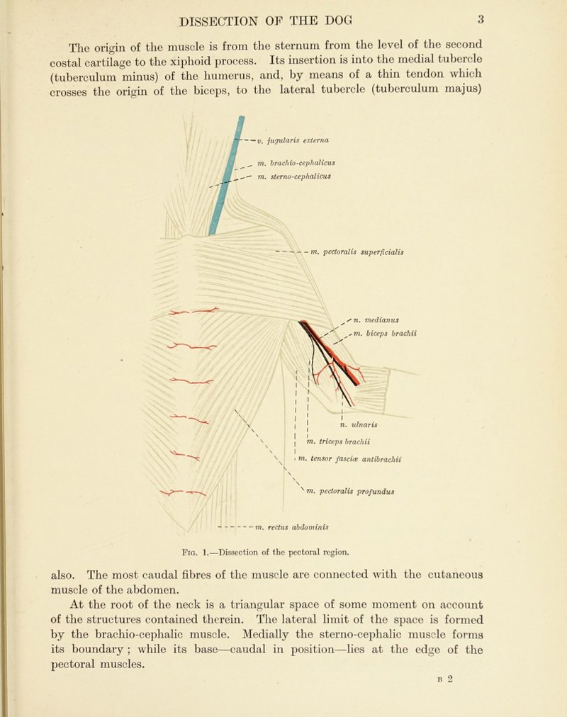 The origin of the muscle is from the sternum from the level of the second costal cartilage to the xiphoid process. Its insertion is into the medial tubercle (tuberculum minus) of the humerus, and, by means of a thin tendon which crosses the origin of the biceps, to the lateral tubercle (tuberculum majus) m. pectoralis superficialis s' n. medianus *m. biceps brachii I l I ' n. ulnaris 1 l | i I m. triceps brachii I i m. tensor fasciae antibrachii \ \ \ N m. pectoralis profundus m. rectus abdominis Fig. 1.—Dissection of the pectoral region. also. The most caudal fibres of the muscle are connected with the cutaneous muscle of the abdomen. At the root of the neck is a triangular space of some moment on account of the structures contained therein. The lateral limit of the space is formed by the brachio-cephalic muscle. Medially the sterno-cephalic muscle forms its boundary ; while its base—caudal in position—lies at the edge of the pectoral muscles.