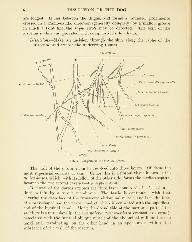 are lodged. It lies between the thighs, and forms a rounded prominence crossed in a cranio-caudal direction (generally obliquely) by a shallow groove in which a faint line, the raphe scroti, may be detected. The skin of the scrotum is thin and provided with comparatively few hairs. Dissection.—Make an incision through the skin along the raphe of the scrotum, and expose the underlying tissues. nn. cervicales ^ ^ Fig. 2.—Diagram of the brachial plexus. The wall of the scrotum can be resolved into three layers. Of these the most superficial consists of skin. Under this is a fibrous tissue known as the tunica dartos, which, with its fellow of the other side, forms the median septum between the two scrotal cavities—the septum scroti. Removal of the dartos exposes the third layer composed of a fascial tunic lined within by a serous membrane. The fascia is continuous with that covering the deep face of the transverse abdominal muscle, and is in the form of a pear-shaped sac the narrow end of which is connected with the superficial end of the inguinal canal. Along the dorsal side of the narrower part of the sac there is a muscular slip, the external cremaster muscle (m. cremaster externus), associated with the internal oblique muscle of the abdominal wall, on the one hand, and terminating, on the other hand, in an aponeurosis within the substance of the wall of the scrotum.