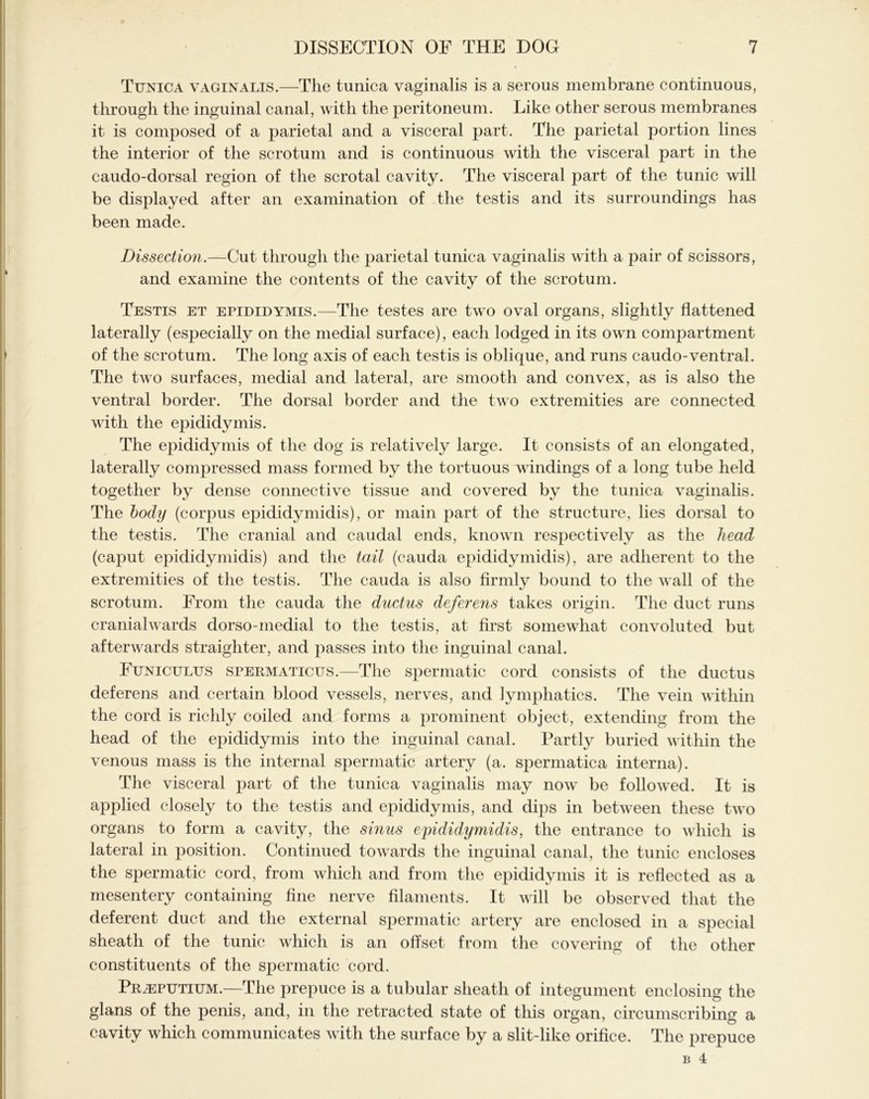 Tunica vaginalis.—The tunica vaginalis is a serous membrane continuous, through the inguinal canal, with the peritoneum. Like other serous membranes it is composed of a parietal and a visceral part. The parietal portion lines the interior of the scrotum and is continuous with the visceral part in the caudo-dorsal region of the scrotal cavity. The visceral part of the tunic will be displayed after an examination of the testis and its surroundings has been made. Dissection.—Cut through the parietal tunica vaginalis with a pair of scissors, and examine the contents of the cavity of the scrotum. Testis et epididymis.—The testes are two oval organs, slightly flattened laterally (especially on the medial surface), each lodged in its own compartment of the scrotum. The long axis of each testis is oblique, and runs caudo-ventral. The two surfaces, medial and lateral, are smooth and convex, as is also the ventral border. The dorsal border and the two extremities are connected with the epididymis. The epididymis of the dog is relatively large. It consists of an elongated, laterally compressed mass formed by the tortuous windings of a long tube held together by dense connective tissue and covered by the tunica vaginalis. The body (corpus epididymidis), or main part of the structure, lies dorsal to the testis. The cranial and caudal ends, known respectively as the head (caput epididymidis) and the tail (cauda epididymidis), are adherent to the extremities of the testis. The cauda is also firmly bound to the wall of the scrotum. From the cauda the ductus deferens takes origin. The duct runs cranialwards dorso-medial to the testis, at first somewhat convoluted but afterwards straighter, and passes into the inguinal canal. Funiculus spermaticus.—The spermatic cord consists of the ductus deferens and certain blood vessels, nerves, and lymphatics. The vein within the cord is richly coiled and forms a prominent object, extending from the head of the epididymis into the inguinal canal. Partly buried within the venous mass is the internal spermatic artery (a. spermatica interna). The visceral part of the tunica vaginalis may now be followed. It is applied closely to the testis and epididymis, and dips in between these two organs to form a cavity, the sinus epididymidis, the entrance to which is lateral in position. Continued towards the inguinal canal, the tunic encloses the spermatic cord, from which and from the epididymis it is reflected as a mesentery containing fine nerve filaments. It will be observed that the deferent duct and the external spermatic artery are enclosed in a special sheath of the tunic which is an offset from the covering of the other constituents of the spermatic cord. Prjeputium.—The prepuce is a tubular sheath of integument enclosing the glans of the penis, and, in the retracted state of tliis organ, circumscribing a cavity which communicates with the surface by a slit-like orifice. The prepuce