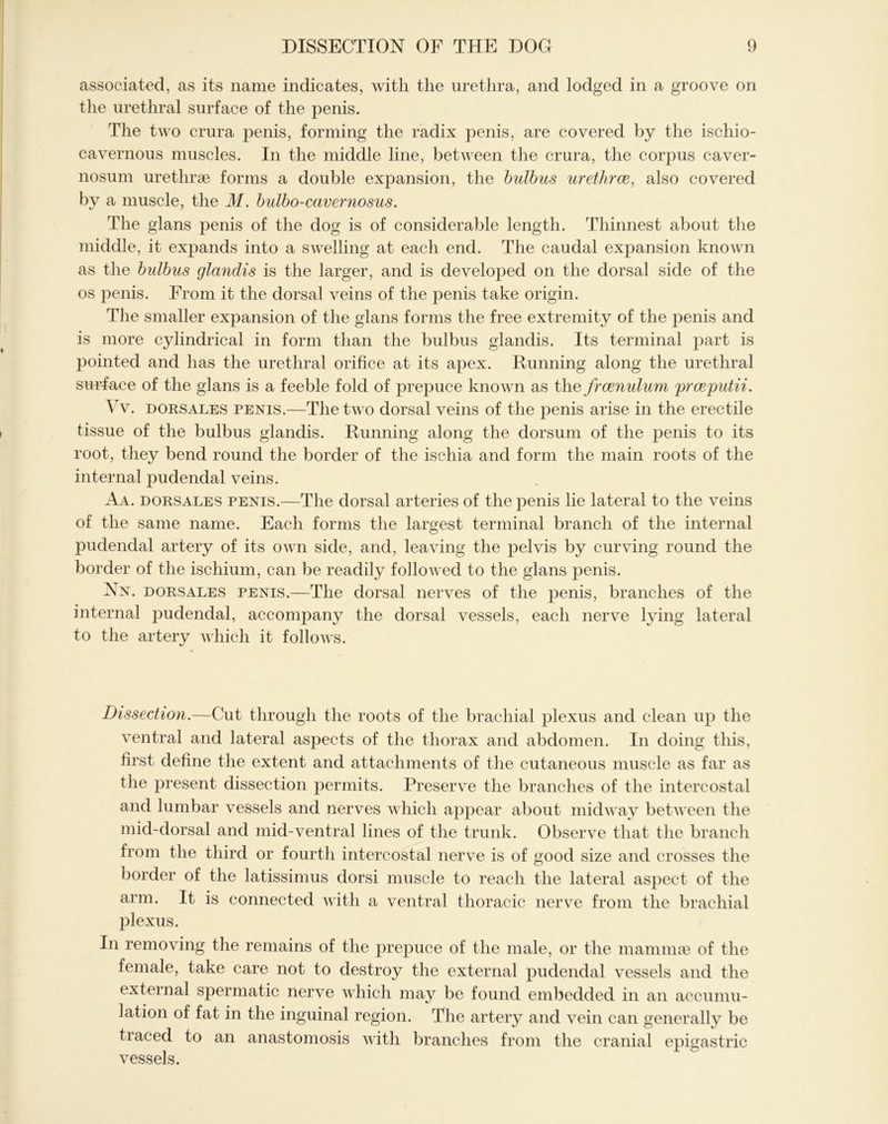 associated, as its name indicates, with the urethra, and lodged in a groove on the urethral surface of the penis. The two crura penis, forming the radix penis, are covered by the ischio- cavernous muscles. In the middle line, between the crura, the corpus caver- nosum urethrae forms a double expansion, the hulbus urethrae, also covered by a muscle, the M. bulbo-cavernosus. The glans penis of the dog is of considerable length. Thinnest about the middle, it expands into a swelling at each end. The caudal expansion known as the bulbus glandis is the larger, and is developed on the dorsal side of the os penis. From it the dorsal veins of the penis take origin. The smaller expansion of the glans forms the free extremity of the penis and is more cylindrical in form than the bulbus glandis. Its terminal part is pointed and has the urethral orifice at its apex. Running along the urethral surface of the glans is a feeble fold of prepuce known as the frcenulum prceputii. Yv. dorsales penis.—The two dorsal veins of the penis arise in the erectile tissue of the bulbus glandis. Running along the dorsum of the penis to its root, they bend round the border of the iscliia and form the main roots of the internal pudendal veins. Aa. dorsales penis.—The dorsal arteries of the penis lie lateral to the veins of the same name. Each forms the largest terminal branch of the internal pudendal artery of its own side, and, leaving the pelvis by curving round the border of the ischium, can be readily followed to the glans jienis. Nn. dorsales penis.—The dorsal nerves of the penis, branches of the internal pudendal, accompany the dorsal vessels, each nerve lying lateral to the artery which it follows. Dissection.—Cut through the roots of the brachial plexus and clean up the ventral and lateral aspects of the thorax and abdomen. In doing this, first define the extent and attachments of the cutaneous muscle as far as the present dissection permits. Preserve the branches of the intercostal and lumbar vessels and nerves which appear about midway between the mid-dorsal and mid-ventral lines of the trunk. Observe that the branch from the third or fourth intercostal nerve is of good size and crosses the border of the latissimus dorsi muscle to reach the lateral aspect of the arm. It is connected with a ventral thoracic nerve from the brachial plexus. In removing the remains of the prepuce of the male, or the mammae of the female, take care not to destroy the external pudendal vessels and the external spermatic nerve which may be found embedded in an accumu- lation of fat in the inguinal region. The artery and vein can generally be traced to an anastomosis with branches from the cranial epigastric vessels.