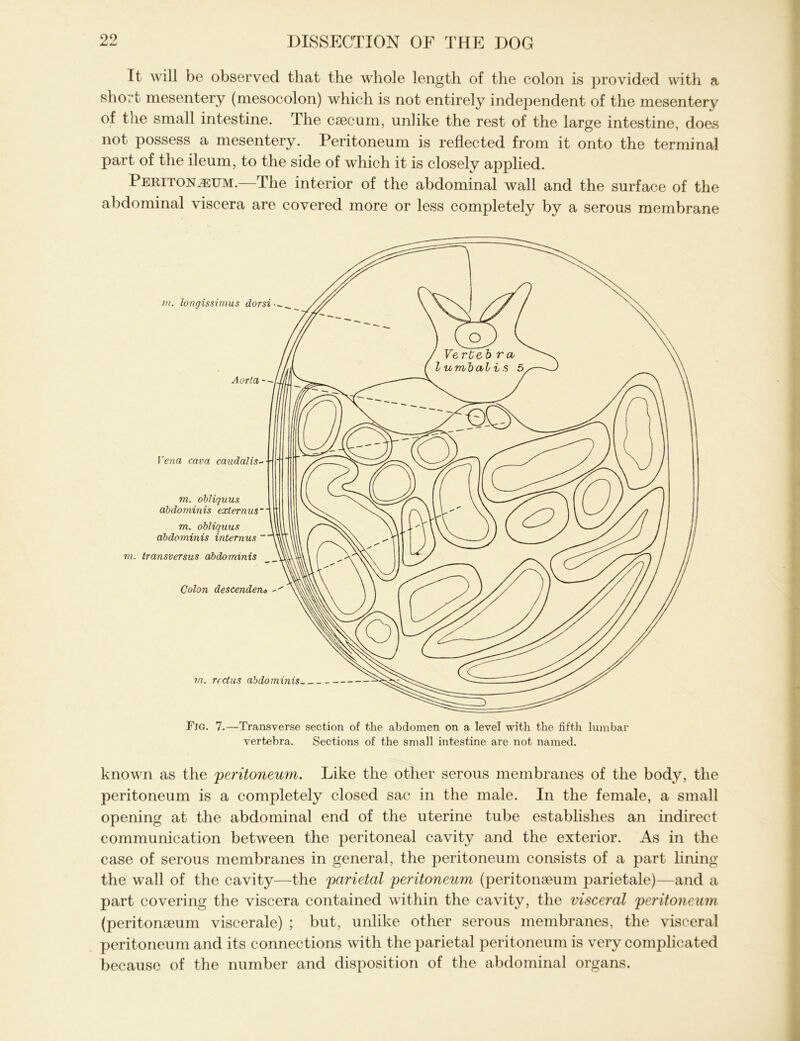 It will be observed that the whole length of the colon is provided with a short mesentery (mesocolon) which is not entirely independent of the mesentery of the small intestine. The caecum, unlike the rest of the large intestine, does not possess a mesentery. Peritoneum is reflected from it onto the terminal part of the ileum, to the side of which it is closely applied. Peritonaeum.—The interior of the abdominal wall and the surface of the abdominal viscera are covered more or less completely by a serous membrane Fig. 7.—Transverse section of the abdomen on a level with the fifth lumbar vertebra. Sections of the small intestine are not named. known as the peritoneum. Like the other serous membranes of the body, the peritoneum is a completely closed sac in the male. In the female, a small opening at the abdominal end of the uterine tube establishes an indirect communication between the peritoneal cavity and the exterior. As in the case of serous membranes in general, the peritoneum consists of a part lining the wall of the cavity—the parietal peritoneum (peritonaeum parietale)—and a part covering the viscera contained within the cavity, the visceral peritoneum (peritonaeum viscerale) ; but, unlike other serous membranes, the visceral peritoneum and its connections with the parietal peritoneum is very complicated because of the number and disposition of the abdominal organs.