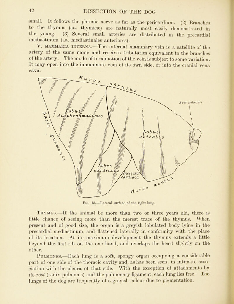 small. It follows the phrenic nerve as far as the pericardium. (2) Branches to the thymus (aa. thymicse) are naturally most easily demonstrated in the young. (3) Several small arteries are distributed in the precardial mediastinum (aa. mediastinales anteriores). V. mammaria interna.—The internal mammary vein is a satellite of the artery of the same name and receives tributaries equivalent to the branches of the artery. The mode of termination of the vein is subject to some variation. It may open into the innominate vein of its own side, or into the cranial vena cava. Thymus.—If the animal be more than two or three years old, there is little chance of seeing more than the merest trace of the thymus. When present and of good size, the organ is a greyish lobulated body lying in the precardial mediastinum, and flattened laterally in conformity with the place of its location. At its maximum development the thymus extends a little beyond the first rib on the one hand, and overlaps the heart slightly on the other. Pulmones.—Each lung is a soft, spongy organ occupying a considerable part of one side of the thoracic cavity and, as has been seen, in intimate asso- ciation with the pleura of that side. With the exception of attachments by its root (radix pulmonis) and the pulmonary ligament, each lung lies free. The lungs of the dog are frequently of a greyish colour due to pigmentation.