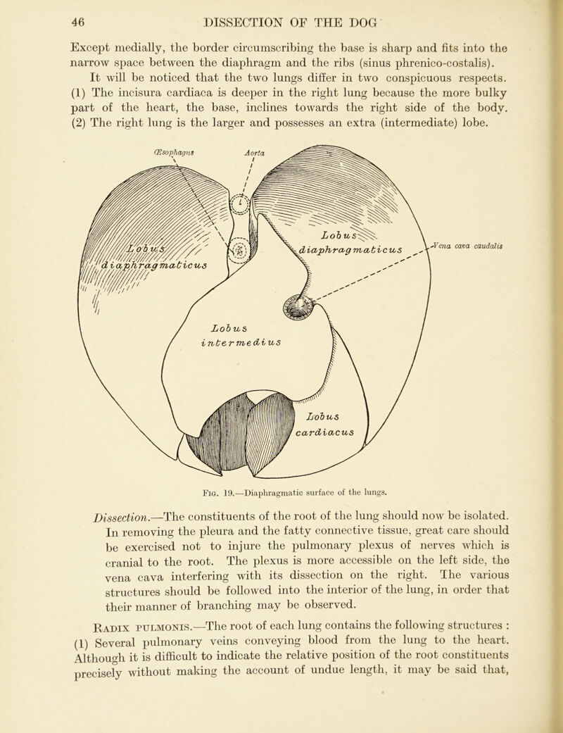 Except medially, the border circumscribing the base is sharp and fits into the narrow space between the diaphragm and the ribs (sinus phrenico-costalis). It will be noticed that the two lungs differ in two conspicuous respects. (1) The incisura cardiaca is deeper in the right lung because the more bulky part of the heart, the base, inclines towards the right side of the body. (2) The right lung is the larger and possesses an extra (intermediate) lobe. Oesophagus \ Vena cava caudalis Fig. 19.—Diaphragmatic surface of the lungs. Dissection.—The constituents of the root of the lung should now be isolated. In removing the pleura and the fatty connective tissue, great care should be exercised not to injure the pulmonary plexus of nerves which is cranial to the root. The plexus is more accessible on the left side, the vena cava interfering with its dissection on the right. The various structures should be followed into the interior of the lung, in order that their manner of branching may be observed. Radix pulmonis.—The root of each lung contains the following structures : (1) Several pulmonary veins conveying blood from the lung to the heart. Although it is difficult to indicate the relative position of the root constituents precisely without making the account of undue length, it may be said that,