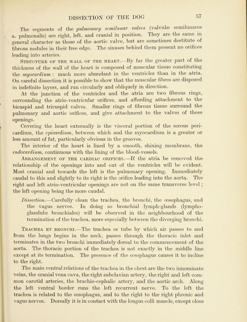 The segments of the pulmonary semilunar valves (valvulse semilunares a. pulmonalis) are right, left, and cranial in position, hhey aLe the same in general character as those of the aortic valve, but are sometimes destitute of fibrous nodules in their free edge. The sinuses behind them present no orifices leading into arteries. Structure of the wall of the heart.—By far the greater part of the thickness of the wall of the heart is composed of muscular tissue constituting the myocardium : much more abundant in the ventricles than in the atria. On careful dissection it is possible to show that the muscular fibres are disposed in indefinite layers, and run circularly and obliquely in direction. At the junction of the ventricles and the atria are two fibrous rings, surrounding the atrio-ventricular orifices, and affording attachment to the bicuspid and tricuspid valves. Smaller rings of fibrous tissue surround the pulmonary and aortic orifices, and give attachment to the valves of these openings. Covering the heart externally is the visceral portion of the serous peri- cardium, the epicardium, between which and the myocardium is a greater or less amount of fat, particularly obvious in the grooves. The interior of the heart is lined by a smooth, shining membrane, the endocardium, continuous with the lining of the blood-vessels. Arrangement of the cardiac orifices.—If the atria be removed the relationship of the openings into and out of the ventricles will be evident. Most cranial and towards the left is the pulmonary opening. Immediately caudal to this and slightly to its right is the orifice leading into the aorta. The right and left atrio-ventricular openings are not on the same transverse level ; the left opening being the more caudal. Dissection.—Carefully clean the trachea, the bronchi, the oesophagus, and the vagus nerves. In doing so bronchial lymph-glands (lymplio- glandulse bronchiales) will be observed in the neighbourhood of the termination of the trachea, more especially between the diverging bronchi. Trachea et bronchi.—The trachea or tube by which air passes to and from the lungs begins in the neck, passes through the thoracic inlet and terminates in the two bronchi immediately dorsal to the commencement of the aorta. The thoracic portion of the trachea is not exactly in the middle line except at its termination. The presence of the oesophagus causes it to incline to the right. The main ventral relations of the trachea in the chest are the two innominate veins, the cranial vena cava, the right subclavian artery, the right and left com- mon carotid arteries, the brachio-cephalic artery, and the aortic arch. Along the left ventral border runs the left recurrent nerve. To the left the trachea is related to the oesophagus, and to the right to the right phrenic and vagus nerves. Dorsally it is in contact with the longus colli muscle, except close