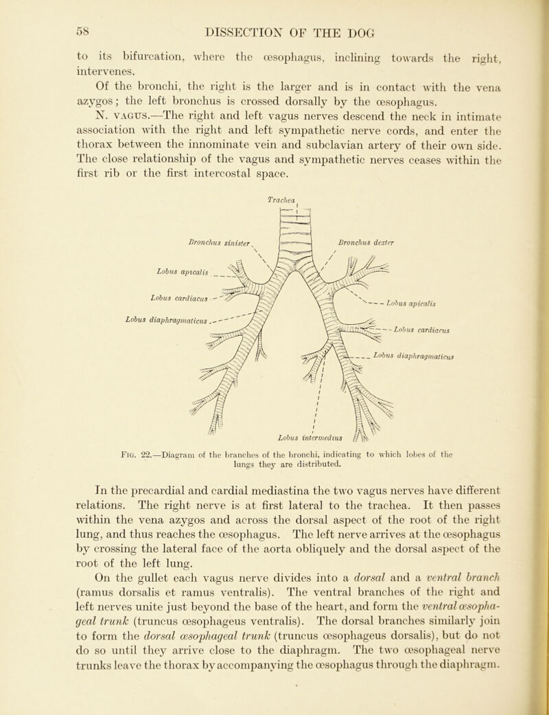 to its bifurcation, where the oesophagus, inclining towards the right, intervenes. Of the bronchi, the right is the larger and is in contact with the vena azygos; the left bronchus is crossed dorsally by the oesophagus. N. vagus.—The right anol left vagus nerves descenol the neck in intimate association with the right and left sympathetic nerve cords, and enter the thorax between the innominate vein anol subclavian artery of their own side. The close relationship of the vagus and sympathetic nerves ceases within the first rib or the first intercostal space. Trachea In the precardial and cardial mediastina the two vagus nerves have different relations. The right nerve is at first lateral to the trachea. It then passes within the vena azygos anol across the dorsal aspect of the root of the right lung, and thus reaches the oesophagus. The left nerve arrives at the oesophagus by crossing the lateral face of the aorta oblicjuely and the dorsal aspect of the root of the left lung. On the gullet each vagus nerve divides into a dorsal anol a ventral branch (ramus dorsalis et ramus ventralis). The ventral branches of the right and left nerves unite just beyond the base of the heart, and form the ventral oesopha- geal trunk (truncus oesophageus ventralis). The dorsal branches similarly join to form the dorsal oesophageal trunk (truncus oesophageus dorsalis), but do not olo so until they arrive close to the diaphragm. The two oesophageal nerve trunks leave the thorax by accompanying the oesophagus through the diaphragm.