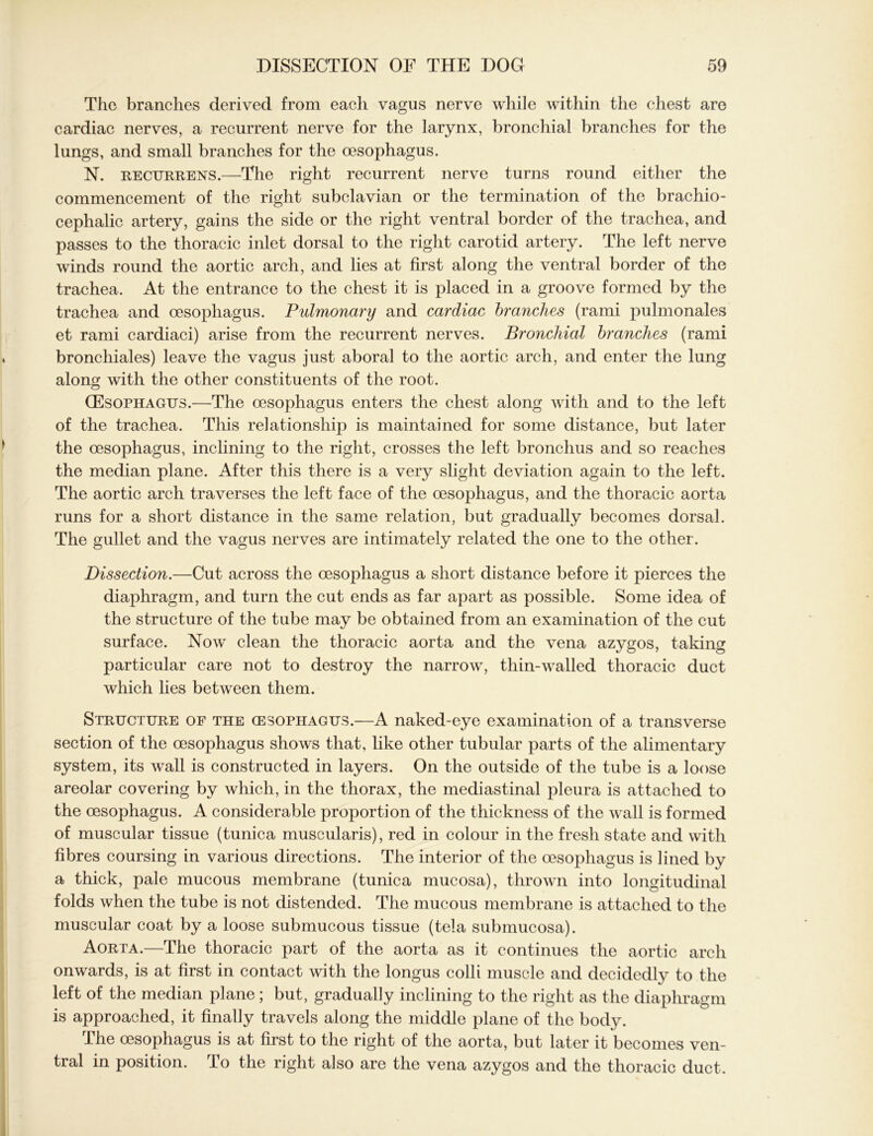 The branches derived from eacli vagus nerve while within the chest are cardiac nerves, a recurrent nerve for the larynx, bronchial branches for the lungs, and small branches for the oesophagus. N. recurrens.—The right recurrent nerve turns round either the commencement of the right subclavian or the termination of the brachio- cephalic artery, gains the side or the right ventral border of the trachea, and passes to the thoracic inlet dorsal to the right carotid artery. The left nerve winds round the aortic arch, and lies at first along the ventral border of the trachea. At the entrance to the chest it is placed in a groove formed by the trachea and oesophagus. Pulmonary and cardiac branches (rami pulmonales et rami cardiaci) arise from the recurrent nerves. Bronchial branches (rami bronchiales) leave the vagus just aboral to the aortic arch, and enter the lung along with the other constituents of the root. (Esophagus.—The oesophagus enters the chest along with and to the left of the trachea. This relationship is maintained for some distance, but later the oesophagus, inclining to the right, crosses the left bronchus and so reaches the median plane. After this there is a very slight deviation again to the left. The aortic arch traverses the left face of the oesophagus, and the thoracic aorta runs for a short distance in the same relation, but gradually becomes dorsal. The gullet and the vagus nerves are intimately related the one to the other. Dissection.—Cut across the oesophagus a short distance before it pierces the diaphragm, and turn the cut ends as far apart as possible. Some idea of the structure of the tube may be obtained from an examination of the cut surface. Now clean the thoracic aorta and the vena azygos, taking particular care not to destroy the narrow, thin-walled thoracic duct which lies between them. Structure of the oesophagus.—A naked-eye examination of a transverse section of the oesophagus shows that, like other tubular parts of the alimentary system, its wall is constructed in layers. On the outside of the tube is a loose areolar covering by which, in the thorax, the mediastinal pleura is attached to the oesophagus. A considerable proportion of the thickness of the wall is formed of muscular tissue (tunica muscularis), red in colour in the fresh state and with fibres coursing in various directions. The interior of the oesophagus is lined by a thick, pale mucous membrane (tunica mucosa), thrown into longitudinal folds when the tube is not distended. The mucous membrane is attached to the muscular coat by a loose submucous tissue (tela submucosa). Aorta.—The thoracic part of the aorta as it continues the aortic arch onwards, is at first in contact with the longus colli muscle and decidedly to the left of the median plane ; but, gradually inclining to the right as the diaphragm is approached, it finally travels along the middle plane of the body. The oesophagus is at first to the right of the aorta, but later it becomes ven- tral in position. To the right also are the vena azygos and the thoracic duct.