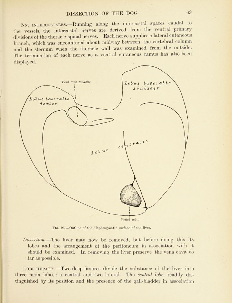 Nn. intercostales.—Running along the intercostal spaces caudal to the vessels, the intercostal nerves are derived from the ventral primary divisions of the thoracic spinal nerves. Each nerve supplies a lateral cutaneous branch, which was encountered about midway between the vertebral column and the sternum when the thoracic wall was examined from the outside. The termination of each nerve as a ventral cutaneous ramus has also been displayed. Dissection.—The liver may now be removed, but before doing this its lobes and the arrangement of the peritoneum in association with it should be examined. In removing the liver preserve the vena cava as • far as possible. Lobi hepatis.—Two deep fissures divide the substance of the liver into three main lobes : a central and two lateral. The central lobe, readily dis- tinguished by its position and the presence of the gall-bladder in association