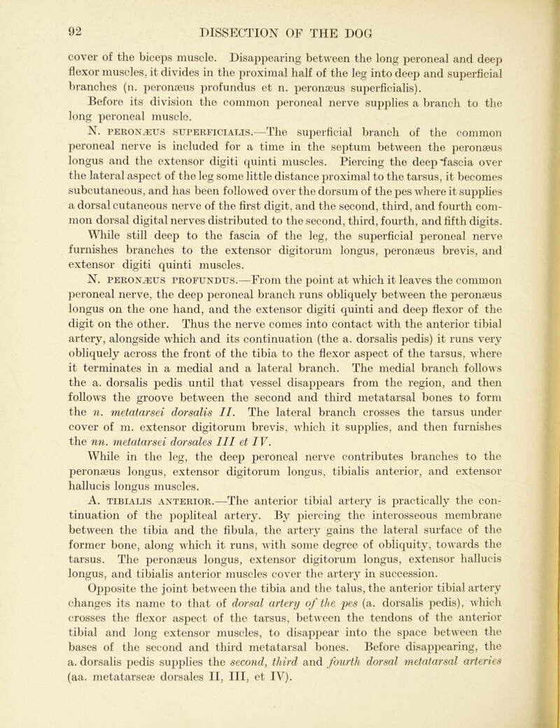cover of the biceps muscle. Disappearing between the long peroneal and deep flexor muscles, it divides in the proximal half of the leg into deep and superficial branches (n. peronaeus profundus et n. peronaeus superficialis). Before its division the common peroneal nerve supplies a branch to the long peroneal muscle. N. peronjeus superficialis.—The superficial branch of the common peroneal nerve is included for a time in the septum between the peronaeus longus and the extensor digiti quinti muscles. Piercing the deep ’fascia over the lateral aspect of the leg some little distance proximal to the tarsus, it becomes subcutaneous, and has been followed over the dorsum of the pes where it supplies a dorsal cutaneous nerve of the first digit, and the second, third, and fourth com- mon dorsal digital nerves distributed to the second, third, fourth, and fifth digits. While still deep to the fascia of the leg, the superficial peroneal nerve furnishes branches to the extensor digitorum longus, peronaeus brevis, and extensor digiti quinti muscles. N. peronaeus profundus.—From the point at which it leaves the common peroneal nerve, the deep peroneal branch runs obliquely between the peronaeus longus on the one hand, and the extensor digiti quinti and deep flexor of the digit on the other. Thus the nerve comes into contact with the anterior tibial artery, alongside which and its continuation (the a. dorsalis pedis) it runs very obliquely across the front of the tibia to the flexor aspect of the tarsus, where it terminates in a medial and a lateral branch. The medial branch follows the a. dorsalis pedis until that vessel disappears from the region, and then follows the groove between the second and third metatarsal bones to form the n. metatarsei dorsalis II. The lateral branch crosses the tarsus under cover of m. extensor digitorum brevis, which it supplies, and then furnishes the nn. metatarsei dorsales III et IV. While in the leg, the deep peroneal nerve contributes branches to the peronaeus longus, extensor digitorum longus, tibialis anterior, and extensor hallucis longus muscles. A. tibialis anterior.—The anterior tibial artery is practically the con- tinuation of the popliteal artery. By piercing the interosseous membrane between the tibia and the fibula, the artery gains the lateral surface of the former bone, along which it runs, with some degree of obliquity, towards the tarsus. The peronseus longus, extensor digitorum longus, extensor hallucis longus, and tibialis anterior muscles cover the artery in succession. Opposite the joint beDveen the tibia and the talus, the anterior tibial artery changes its name to that of dorsal artery of the pes (a. dorsalis pedis), which crosses the flexor aspect of the tarsus, between the tendons of the anterior tibial and long extensor muscles, to disappear into the space between the bases of the second and third metatarsal bones. Before disappearing, the a. dorsalis pedis supplies the second, third and fourth dorsal metatarsal arteries (aa. metatarseae dorsales II, III, et IV).