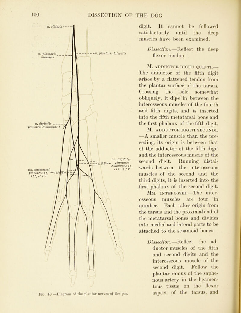 Fig. 40.—Diagram of the plantar nerves of the pes. digit. It cannot be followed satisfactorily until the deep muscles have been examined. Dissection.—Reflect the deep flexor tendon. M. ADDUCTOR DIGITI QUINTI.— The adductor of the fifth digit arises by a flattened tendon from the plantar surface of the tarsus. Crossing the sole somewhat obliquely, it dips in between the interosseous muscles of the fourth and fifth digits, and is inserted into the fifth metatarsal bone and the first phalanx of the fifth digit. M. ADDUCTOR DIGITI SECUNDI. —A smaller muscle than the pre- ceding, its origin is between that of the adductor of the fifth digit and the interosseous muscle of the second digit. Running distal- wards between the interosseous muscles of the second and the third digits, it is inserted into the first phalanx of the second digit. Mm. interossei.—The inter- osseous muscles are four in number. Each takes origin from the tarsus and the proximal end of the metatarsal bones and divides into medial and lateral parts to be attached to the sesamoid bones. Dissection.—Reflect the ad- ductor muscles of the fifth and second digits and the interosseous muscle of the second digit. Follow the plantar ramus of the saphe- nous artery in the ligamen- tous tissue on the flexor aspect of the tarsus, and