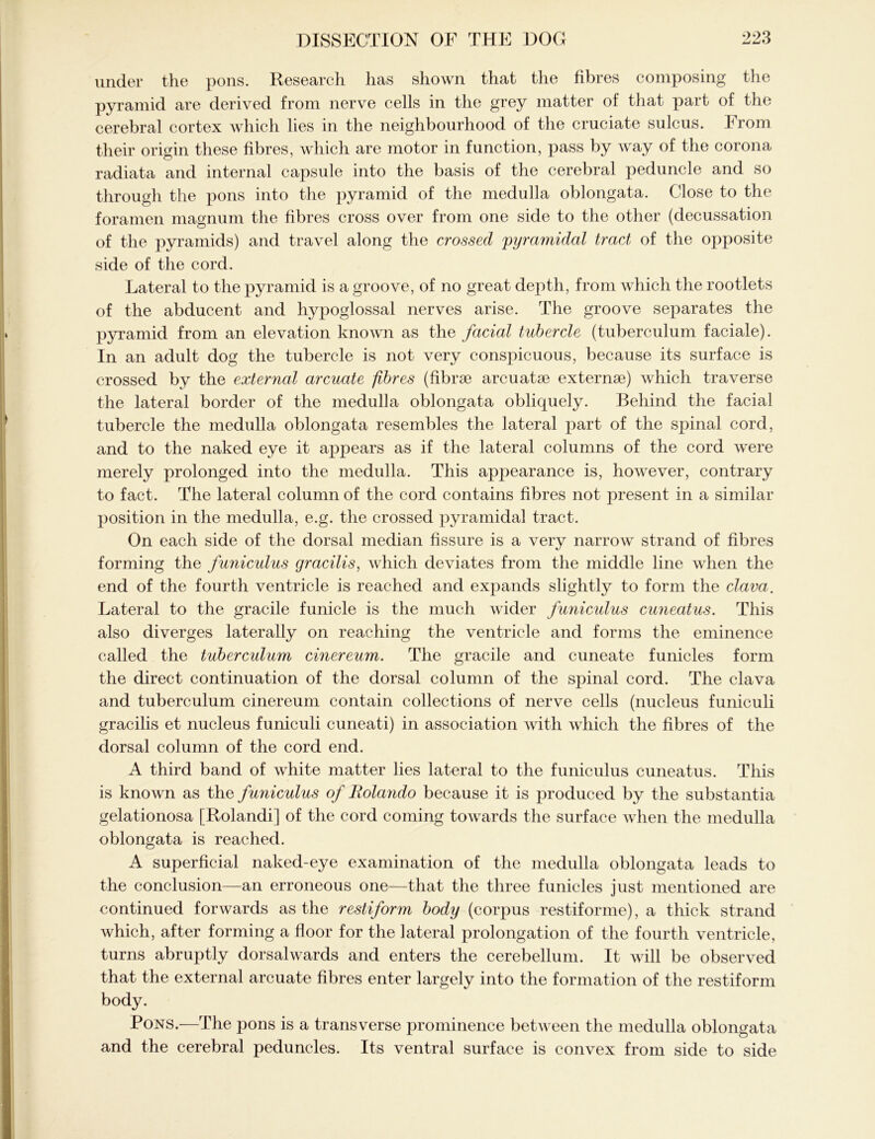 under the pons. Research has shown that the fibres composing the pyramid are derived from nerve cells in the grey matter of that part of the cerebral cortex which lies in the neighbourhood of the cruciate sulcus. From their origin these fibres, which are motor in function, pass by way of the corona radiata and internal capsule into the basis of the cerebral peduncle and so through the pons into the pyramid of the medulla oblongata. Close to the foramen magnum the fibres cross over from one side to the other (decussation of the pyramids) and travel along the crossed 'pyramidal tract of the opposite side of the cord. Lateral to the pyramid is a groove, of no great depth, from which the rootlets of the abducent and hypoglossal nerves arise. The groove separates the pyramid from an elevation known as the facial tubercle (tuberculum faciale). In an adult dog the tubercle is not very conspicuous, because its surface is crossed by the external arcuate fibres (fibrae arcuatae externae) which traverse the lateral border of the medulla oblongata obliquely. Behind the facial tubercle the medulla oblongata resembles the lateral part of the spinal cord, and to the naked eye it appears as if the lateral columns of the cord were merely prolonged into the medulla. This appearance is, however, contrary to fact. The lateral column of the cord contains fibres not present in a similar position in the medulla, e.g. the crossed pyramidal tract. On each side of the dorsal median fissure is a very narrow strand of fibres forming the funicidus gracilis, which deviates from the middle line when the end of the fourth ventricle is reached and expands slightly to form the clava. Lateral to the gracile funicle is the much wider funiculus cuneatus. This also diverges laterally on reaching the ventricle and forms the eminence called the tuberculum cinereum. The gracile and cuneate funicles form the direct continuation of the dorsal column of the spinal cord. The clava and tuberculum cinereum contain collections of nerve cells (nucleus funiculi gracilis et nucleus funiculi cuneati) in association with which the fibres of the dorsal column of the cord end. A third band of white matter lies lateral to the funiculus cuneatus. This is known as the funiculus of Bolando because it is produced by the substantia gelationosa [Rolandi] of the cord coming towards the surface when the medulla oblongata is reached. A superficial naked-eye examination of the medulla oblongata leads to the conclusion—an erroneous one—that the three funicles just mentioned are continued forwards as the restiform body (corpus restiforme), a thick strand which, after forming a floor for the lateral prolongation of the fourth ventricle, turns abruptly dorsalwards and enters the cerebellum. It will be observed that the external arcuate fibres enter largely into the formation of the restiform body. Pons.—The pons is a transverse prominence between the medulla oblongata and the cerebral peduncles. Its ventral surface is convex from side to side