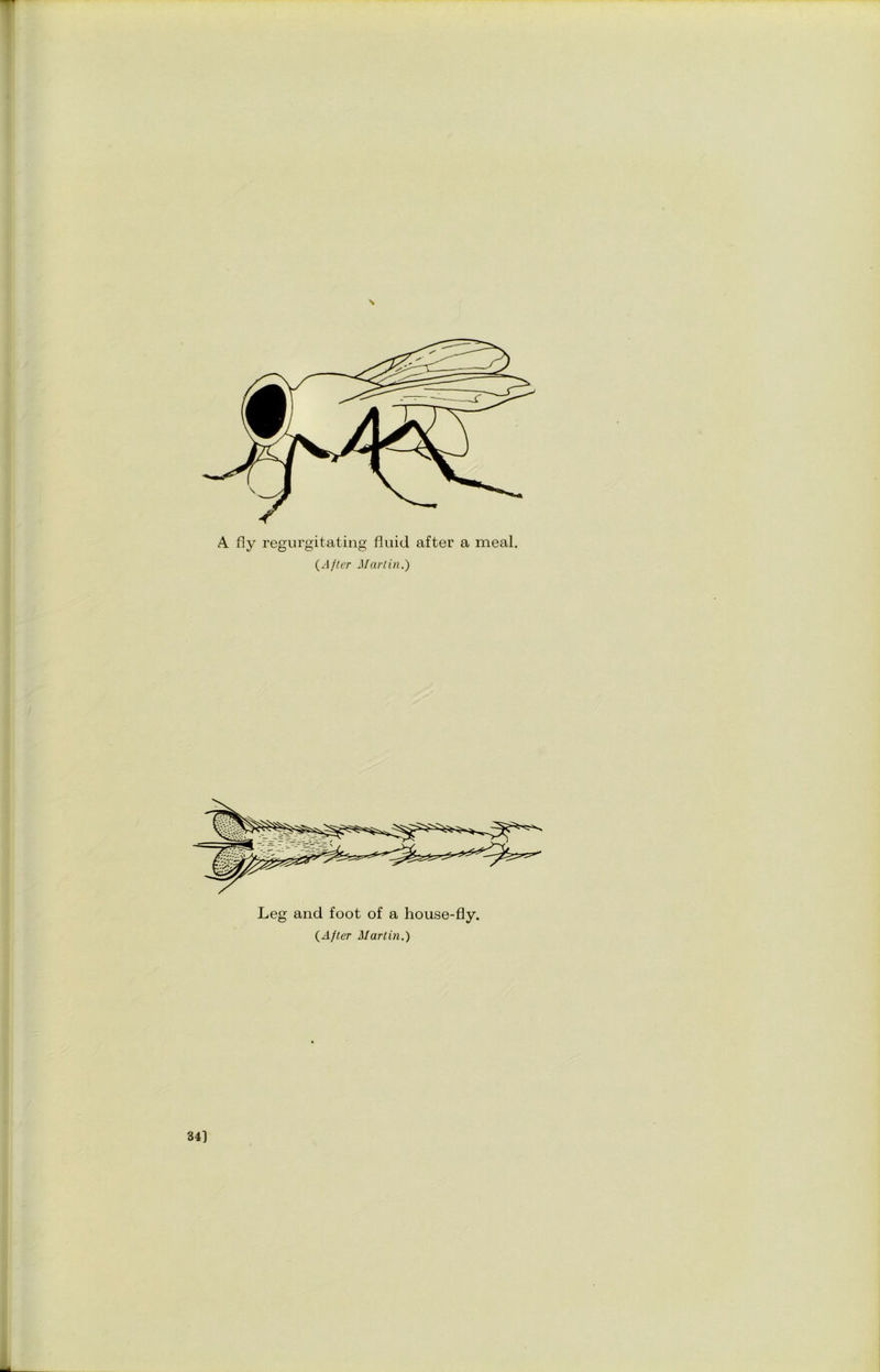 \ A fly regurgitating fluid after a meal. (After Martin.) Leg and foot of a house-fly. (After Martin.) 34]