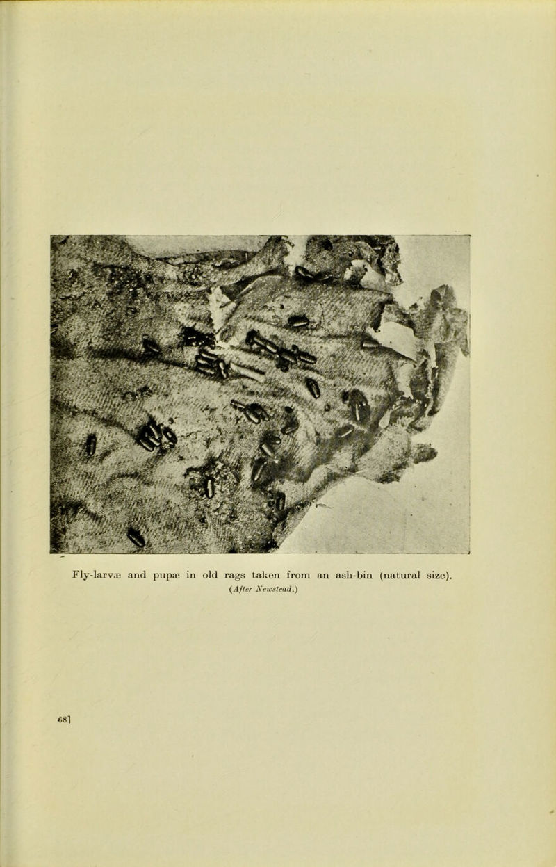 Fly-larvae and pupae in old rags taken from an ash-bin (natural size). (After Newstead.) CS]