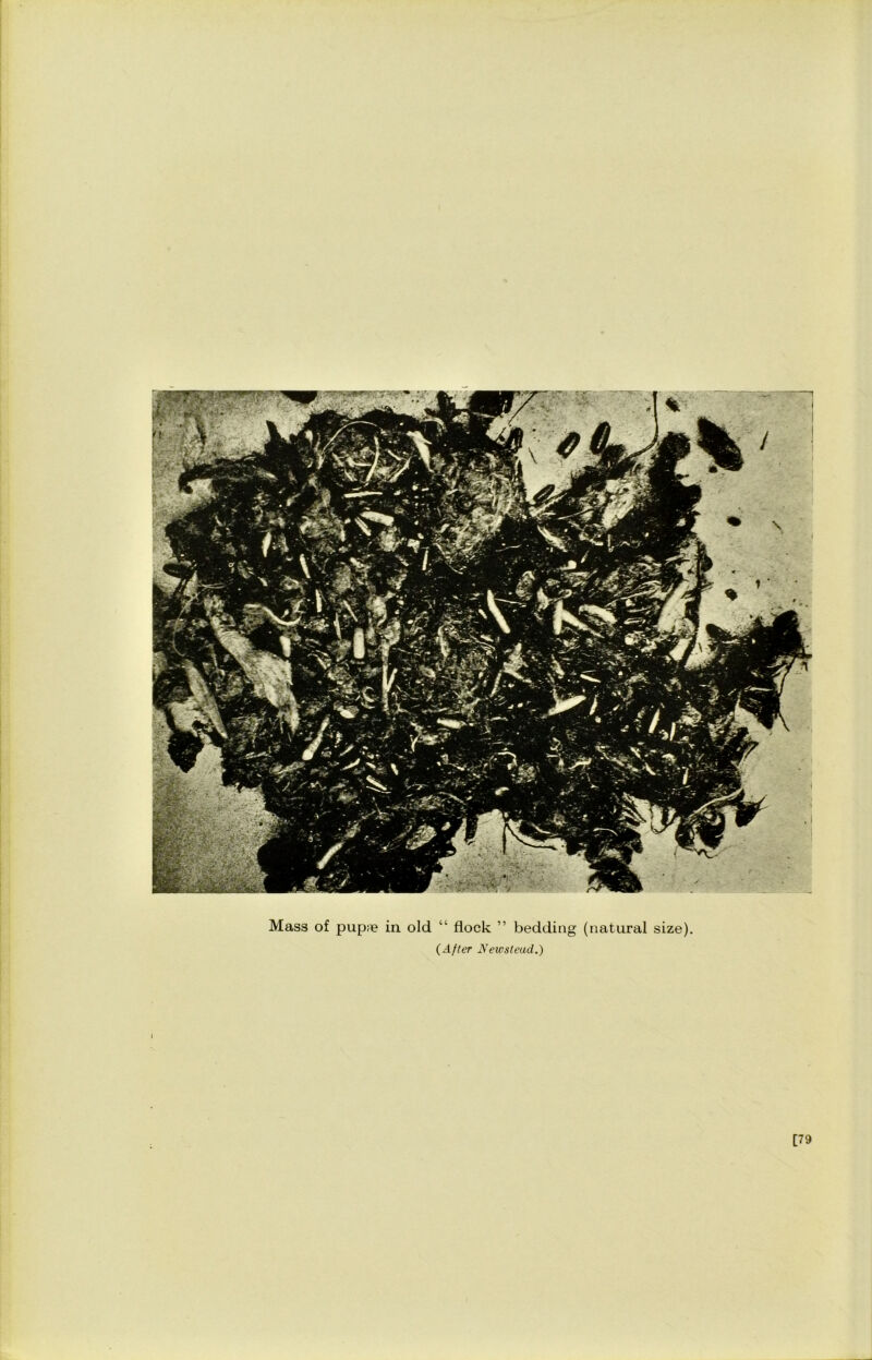 Mass of pupae in old “ flock ” bedding (natural size). (After Newstead.) [79