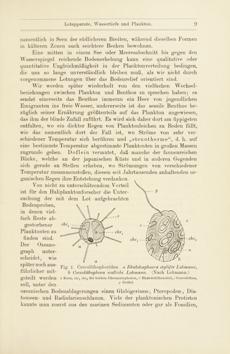 namentlich in Seen der südlicheren Breiten, während dieselben Formen in kälteren Zonen auch seichtere Becken bewohnen. Eine mitten in einem See oder Meeresabschnitt bis gegen den Wasserspiegel reichende Bodenerhebung kann eine qualitative oder quantitative Ungleichmäßigkeit in der Planktonverteilung bedingen, die uns so lange unverständlich bleiben muß, als wir nicht durch vorgenommene Lotungen über das Bodenrelief orientiert sind. Wir werden später wiederholt von den vielfachen Wechsel- beziehungen zwischen Plankton und Benthos zu sprechen haben-, es sendet einerseits das Benthos immerzu ein Heer von jugendlichen Emigranten ins freie Wasser, andererseits ist das sessile Benthos be- züglich seiner Ernährung größtenteils auf das Plankton angewiesen, o o o n / das ihm der blinde Zufall zuführt. Es wird sich daher dort am üppigsten entfalten, wo ein dichter Regen von Planktonleichen zu Boden fällt, wie das namentlich dort der Fall ist, wo Ströme von sehr ver- schiedener Temperatur sich berühren und „stenotherme“, d. h. auf eine bestimmte Temperatur abgestimmte Planktonten in großen Massen zugrunde gehen. Doflein vermutet, daß manche der faunenreichen Bänke, welche an der japanischen Küste und in anderen Gegenden sich gerade an Stellen erheben, wo Strömungen von verschiedener Temperatur Zusammenstößen, diesem seit Jahrtausenden anhaltenden or- ganischen Regen ihre Entstehung verdanken. Von nicht zu unterschätzendem Vorteil ist für den Haliplanktonforscher die Unter- suchung der mit dem Lot aufgebrachten Bodenproben, in denen viel- fach Reste ab- gestorbener Planktonten zu finden sind. ^ r]iy j -ehr, Der Ozeano- graph unter- scheidet, wie später noc aus- jqg ^ Coccolithophoriden. a Tihabdosphaera stylifer Lohmann, fiihrlicher mit- ft Coccolithophora wallichi Lolimann. (Nach Lokmarm.) geteilt werden n Kern, chry chr% die beiden Chromatophoren, r Khabdolithenstiel, c Coccolithen, 11 I i g Geißel. soll, unter den ozeanischen Bodenablagerungen einen Globigerinen-, Pteropoden-, Dia- tomeen- und Badiolarienschlamm. Viele der planktonischen Protisten kannte man zuerst aus den marinen Sedimenten oder gar als Fossilien, ehr., - n