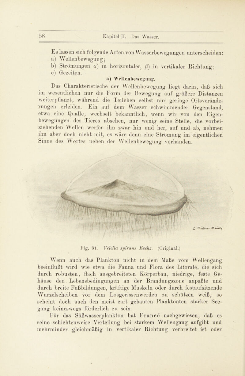 Es lassen sich folgende Arten von Wasserbewegungen unterscheiden: a) Wellenbewegung; b) Strömungen a) in horizontaler, /j) in vertikaler Richtung; c) Gezeiten. a) Wellenbewegung. Das Charakteristische der Wellenbewegung liegt darin, daß sich im wesentlichen nur die Form der Bewegung auf größere Distanzen weiterpflanzt, während die Teilchen selbst nur geringe Ortsverände- rungen erleiden. Ein aut dem Wasser schwimmender Gegenstand, etwa eine Qualle, wechselt bekanntlich, wenn wir von den Emen- bewegungen des Tieres absehen, nur wenig seine Stelle, die vorbei- ziehenden Wellen werfen ihn zwar hin und her, auf und ab, nehmen ihn aber doch nicht mit, es wäre denn eine Strömung im eigentlichen Sinne des Wortes neben der Wellenbewegung vorhanden. Fig. 31. Velella Spirans JEschz. (Original.) Wenn auch das Plankton nicht in dem Maße vom Wellengang beeinflußt wird wie etwa die Fauna und Flora des Litorale, die sich durch robusten, flach ausgebreiteten Körperbau, niedrige, feste Ge- häuse den Lebensbedingungen an der Brandungszone anpaßte und durch breite Fußbildungen, kräftige Muskeln oder durch festaufsitzende Wurzelscheiben vor dem Losgerissenwerden zu schützen weiß, so scheint doch auch den meist zart gebauten Planktonten starker See- gang keineswegs förderlich zu sein. Für das Süßwasserplankton hat France nachgewiesen, daß es seine schichteuweise Verteilung bei starkem Wellengang aufgibt und mehrminder gleichmäßig in vertikaler Richtung verbreitet ist oder