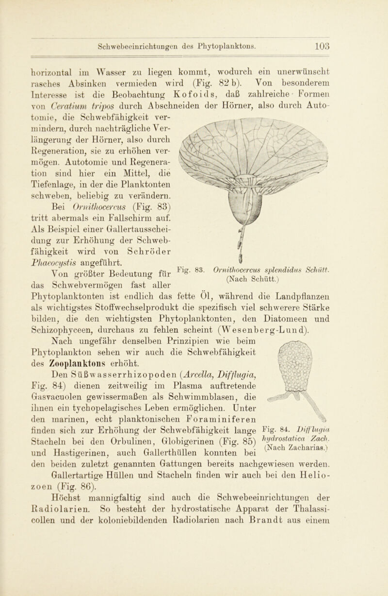 horizontal im Wasser zu liegen kommt, wodurch ein unerwünscht rasches Absinken vermieden wird (Fig. 82 b). Von besonderem Interesse ist die Beobachtung Kofoids, daß zahlreiche Formen von Ceratium tripos durch Abschneiden der Hörner, also durch Auto- tomie, die Schwebfähigkeit ver- mindern, durch nachträgliche Ver- längerung der Hörner, also durch Regeneration, sie zu erhöhen ver- mögen. Autotomie und Regenera- tion sind hier ein Mittel, die Tiefenlage, in der die Planktonten schweben, beliebig zu verändern. Bei Ornithocercus (Fig. 83) tritt abermals ein Fallschirm auf. Als Beispiel einer Gallertausschei- dung zur Erhöhung der Schweb- fähigkeit wird von Schröder Pliaeocystis angeführt. Von größter Bedeutung für das Schwebvermögen fast aller Phytoplanktonten ist endlich das fette Öl, während die Landpflanzen als wichtigstes Stoffwechselprodukt die spezifisch viel schwerere Stärke bilden, die den wichtigsten Phy toplanktonten, den Diatomeen und Schizophyceen, durchaus zu fehlen scheint (Wesenberg-Lund). Nach ungefähr denselben Prinzipien wie beim Phytoplankton sehen wir auch die Schwebfähigkeit des Zooplanktons erhöht. Den Süßwasserrhizopoden (Arcella, Difflugia, Fig. 84) dienen zeitweilig im Plasma auftretende Gasvacuolen gewissermaßen als Schwimmblasen, die ihnen ein tychopelagisches Leben ermöglichen. Unter den marinen, echt planktonischen Foraminiferen finden sich zur Erhöhung der Schwebfähigkeit lange Fig. 84. Difflugia Stacheln bei den Orbulinen, Globigerinen (Fig. 85) ^ihjrostatica Zach. -« TT .. . t ii ii ..ii i i i - (Nach Zachanash und Hastigerinen, auch Gallerthullen konnten bei den beiden zuletzt genannten Gattungen bereits nachgewiesen werden. Gallertartige Hüllen und Stacheln finden wir auch bei den Helio- o zoen (Fig. 86). Höchst mannigfaltig sind auch die Schwebeeinrichtungen der Radiolarien. So besteht der hydrostatische Apparat der Thalassi- collen und der koloniebildenden Radiolarien nach Brandt aus einem