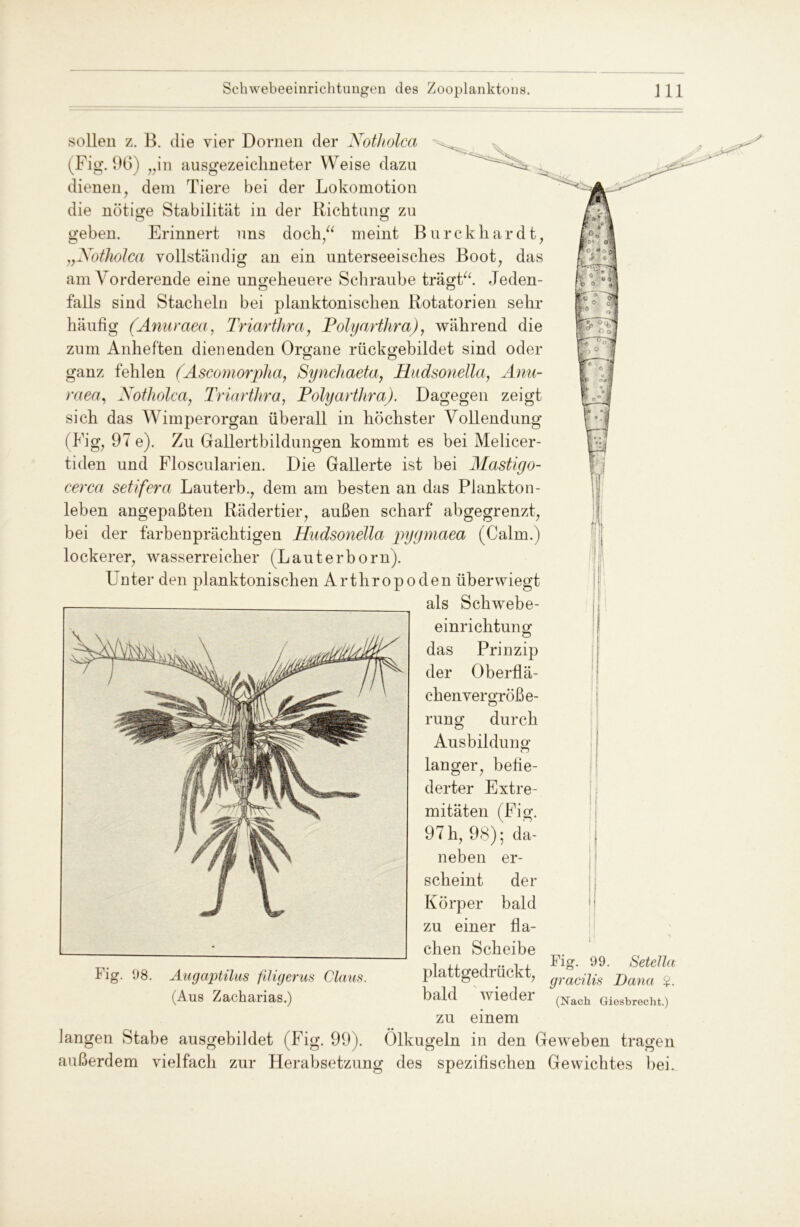 sollen z. B. die vier Dornen der Notholca (Fig. 96) „in ausgezeichneter Weise dazu dienen, dem Tiere bei der Lokomotion die nötige Stabilität in der Richtung zu geben. Erinnert uns doch,“ meint Burckhardt, „Xotholca vollständig an ein unterseeisches Boot, das am Vorderende eine ungeheuere Schraube trägt“. Jeden- falls sind Stacheln bei planktonischen Rotatorien sehr häufig (Amiraea, Triarthra, Polyarthra), während die zum Anheften dienenden Organe rückgebildet sind oder o o ganz fehlen (Ascomorpha, Synchaeta, Hudsonella, Anu- raea, Xotholca, Triarthra, Polyarthra). Dagegen zeigt sich das Wimperorgan überall in höchster Vollendung (Fig, 97 e). Zu Gallertbildungen kommt es bei Melicer- tiden und Floscularien. Die Gallerte ist bei Mastigo- cerca setifera Lauterb., dem am besten an das Plankton- leben angepaßten Rädertier, außen scharf abgegrenzt, bei der farbenprächtigen Hudsonella pygmaea (Calm.) lockerer, wasserreicher (Lauterborn). Unter den planktonischen Arthropoden überwiegt als Schwebe- einrichtung das Prinzip der Oberflä- chenvergröße- rung durch Ausbildung- langer, befie- derter Extre- mitäten (Fig. 97 h, 98); da- neben er- scheint der Körper bald zu einer fla- chen Scheibe plattgedrückt, bald wieder Fig. 08. Fig. 99. Setella gracilis Dana $. (Nach Giesbrecht.) Augaptilus füigerus Claus. (Aus Zacharias.) zu einem langen Stabe ausgebildet (Fig. 99). Ölkugeln in den Geweben tragen außerdem vielfach zur Herabsetzung des spezifischen Gewichtes bei.