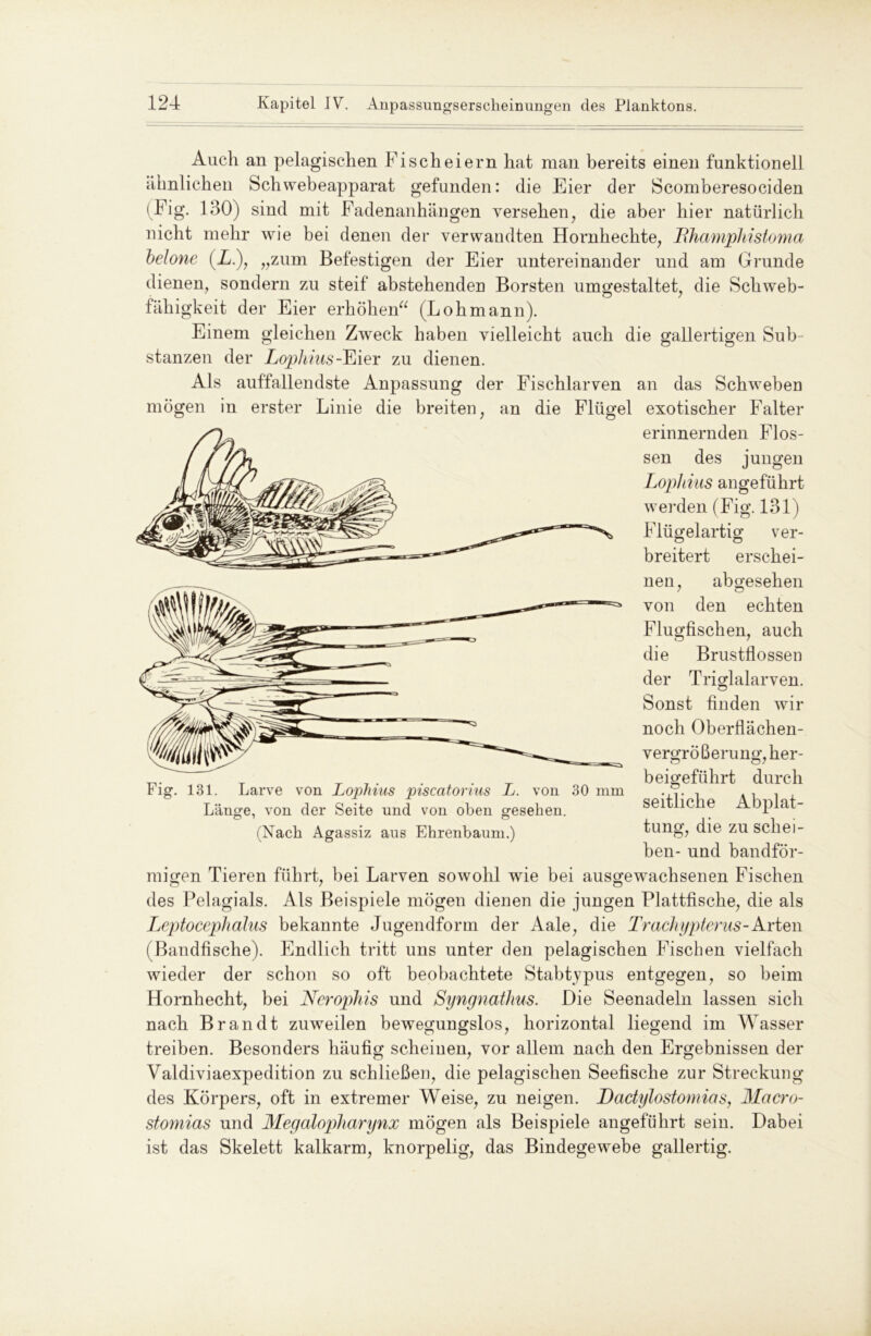 Auch an pelagischen Fi sch eiern hat man bereits einen funktionell ähnlichen Schwebeapparat gefunden: die Eier der Scomberesociden (Fig. 130) sind mit Fadenanhängen versehen, die aber hier natürlich nicht mehr wie bei denen der verwandten Hornhechte, Bhamphistoma Melone (X.), „zum Befestigen der Eier untereinander und am Grunde dienen, sondern zu steif abstehenden Borsten ungestaltet, die Schweb- fähigkeit der Eier erhöhen“ (Lohmann). Einem gleichen Zweck haben vielleicht auch die gallertigen Sub- stanzen der Lophius-Eier zu dienen. Als auffallendste Anpassung der Fischlarven an das Schweben mögen in erster Linie die breiten, an die Flügel exotischer Falter erinnernden Flos- sen des jungen Lophius angeführt werden (Fig. 131) Flügelartig ver- o o breitert erschei- nen, abgesehen von den echten Flugfischen, auch die Brustflossen der Triglalarven. Sonst finden wir noch Oberflächen- vergrößerung, her- beigeführt durch seitliche Abplat- tung, die zu schei- ben- und bandför- migen Tieren führt, bei Larven sowohl wie bei ausgewachsenen Fischen des Pelagials. Als Beispiele mögen dienen die jungen Plattfische, die als Leptocephalus bekannte Jugendform der Aale, die Trachypterus-Arten ( Bandfische). Endlich tritt uns unter den pelagischen Fischen vielfach wieder der schon so oft beobachtete Stabtypus entgegen, so beim Hornhecht, bei Nerophis und Syngnathus. Die Seenadeln lassen sich nach Brandt zuweilen bewegungslos, horizontal liegend im Wasser treiben. Besonders häufig scheinen, vor allem nach den Ergebnissen der Valdiviaexpedition zu schließen, die pelagischen Seefische zur Streckung des Körpers, oft in extremer Weise, zu neigen. Dactylostomias, Macro- stomias und Megalopharynx mögen als Beispiele angeführt sein. Dabei ist das Skelett kalkarm, knorpelig, das Bindegewebe gallertig. Fig. 131. Larve von Lophius piscatorius L. von 30 mm Länge, von der Seite und von oben gesehen. (Nach Agassiz aus Ehrenbaum.)