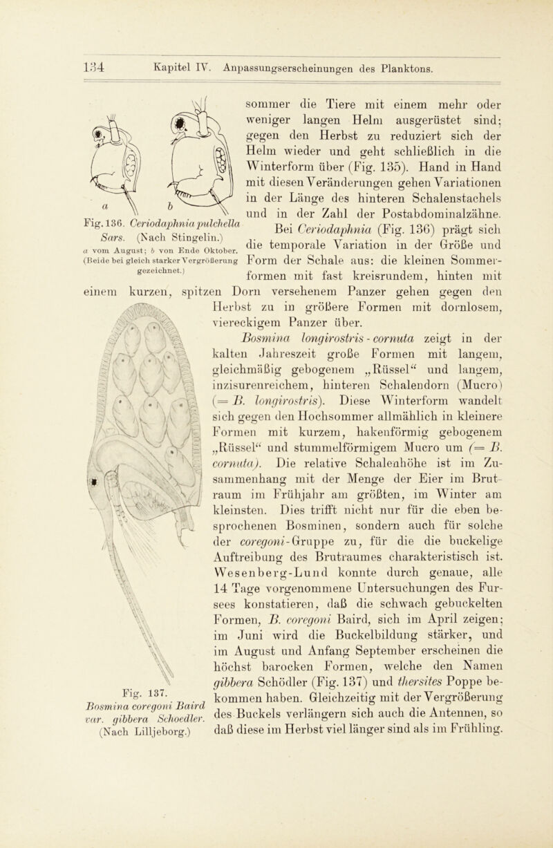 einem sommer die Tiere mit einem mehr oder weniger langen Helm ausgerüstet sind; gegen den Herbst zu reduziert sich der Helm wieder und geht schließlich in die Winterform über (Fig. 135). Hand in Hand mit diesen Veränderungen gehen Variationen in der Länge des hinteren Schalenstachels und in der Zahl der Postabdominalzähne. Bei Ceriodaphnia (Fig. 136) prägt sich die temporale Variation in der Größe und Form der Schale aus: die kleinen Sommer- formen mit fast kreisrundem, hinten mit kurzen, spitzen Dorn versehenem Panzer gehen gegen den Herbst zu in größere Formen mit domlosem. Fig. 136. Ceriodaphniapulchella Sars. (Nach Stingelin.) a vom August; b von Ende Oktober. (Beide bei gleich starker Vergrößerung gezeichnet.) V zeigt in der mit langem. ■ % Fig. 137. Bosmina coregoni Baird rar. gibbera Schoedler. (Nach Lilljeborg.) viereckigem Panzer über. Bosmina longirostris - cornuta kalten Jahreszeit große Formen gleichmäßig gebogenem „Rüssel“ und langem, inzisurenreichem, hinteren Schalendorn (Mucro) ( = B. longirostris). Diese Winterform wandelt sich gegen den Hochsommer allmählich in kleinere Formen mit kurzem, hakenförmig gebogenem „Rüssel“ und stummelförmigem Mucro um (= B. cornuta). Die relative Schalenhöhe ist im Zu- sammenhang mit der Menge der Eier im Brut- raum im Frühjahr am größten, im Winter am kleinsten. Dies trifft nicht nur für die eben be- sprochenen Bosminen, sondern auch für solche der coregoni-Gruppe zu, für die die buckelige Auftreibung des Brutraumes charakteristisch ist. Wesenberg-Lund konnte durch genaue, alle 14 Tage vorgenommene Untersuchungen des Fur- sees konstatieren, daß die schwach gebuckelten Formen, B. coregoni Baird, sich im April zeigen; im Juni wird die Buckelbildung stärker, und im August und Anfang September erscheinen die höchst barocken Formen, welche den Namen gibbera Schödler (Fig. 137) und tliersites Poppe be- kommen haben. Gleichzeitig mit der Vergrößerung des Buckels verlängern sich auch die Antennen, so daß diese im Herbst viel länger sind als im Frühling.