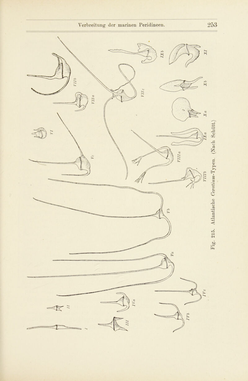 215. Atlantische Ceratium-Tj^en. (Nach Schütt.)