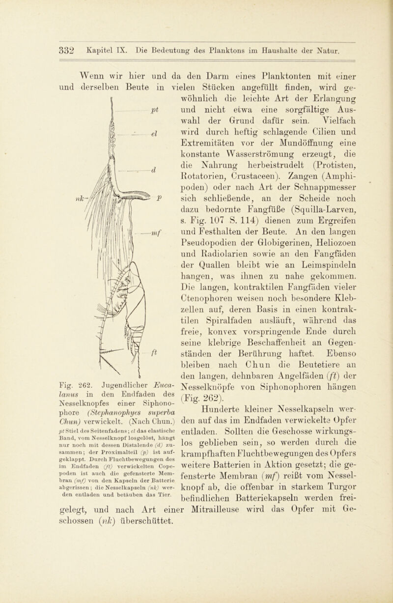 Wenn wir hier und und derselben Beute m da den Darm eines Planktonten mit einer vielen Stücken angefüllt finden, wird ge- wohnlich die leichte Art der Erlangung und nicht etwa eine sorgfältige Aus- wahl der Grund dafür sein. Vielfach wird durch heftig schlagende Cilien und Extremitäten vor der Mundöffnung eine konstante Wasserströmung erzeugt, die die Nahrung herbeistrudelt (Protisten, Rotatorien, Crustaceen). Zangen (Amphi- poden) oder nach Art der Schnappmesser sich schließende, an der Scheide noch dazu bedornte Fangfüße (Squilla-Laiwen, s. Fig. 107 S. 114) dienen zum Ergreifen und Festhalten der Beute. An den langen Pseudopodien der Globigerinen, Heliozoen und Radiolarien sowie an den Fangfäden der Quallen bleibt wie an Leimspindeln hangen, was ihnen zu nahe gekommen. Die langen, kontraktilen Fangfäden vieler Ctenophoren weisen noch besondere Kleb- zeHen auf, deren Basis in einen kontrak- tilen Spiralfaden ausläuft, während das freie, konvex vorspringende Ende durch seine klebrige Beschaffenheit an Gegen- ständen der Berührung haftet. Ebenso bleiben nach Chun die Beutetiere an den langen, dehnbaren Angelfäden (ft) der Nesselknöpfe von Siphonophoren hängen (Fig. 262). Hunderte kleiner Nesselkapseln wer* Fig. 262. Jugendlicher Euca- lanus in den End faden des Nesselknopfes einer Siphono- phore (Stephanophyes superba Chun) verwickelt. (Nach Chun.) den auf das im Endfaden verwickelte Opfer pt stiei des Seitenfadens; ci das elastische entladen. Sollten die Geschosse wirkungs- los geblieben sein, so werden durch die krampfhaften Fluchtbewegungen des Opfers weitere Batterien in Aktion gesetzt; die ge- fensterte Membran (mf) reißt vom Nessel- knopf ab, die offenbar in starkem Turgor befindlichen Batteriekapseln werden frei- gelegt, und nach Art einer Mitrailleuse wird das Opfer mit Ge- schossen (nk) überschüttet. Band, vom Nesselknopf losgelöst, hängt nur noch mit dessen üistalende (d) zu- sammen; der Proximalteil (p) ist auf- geklappt. Durch Fluchtbewegungen des im Endfaden (ft) verwickelten Cope- poden ist auch die gefensterte Mem- bran (mf) von den Kapseln der Batterie abgerissen ; die Nesselkapseln (nk) wer- den entladen und betäuben das Tier.