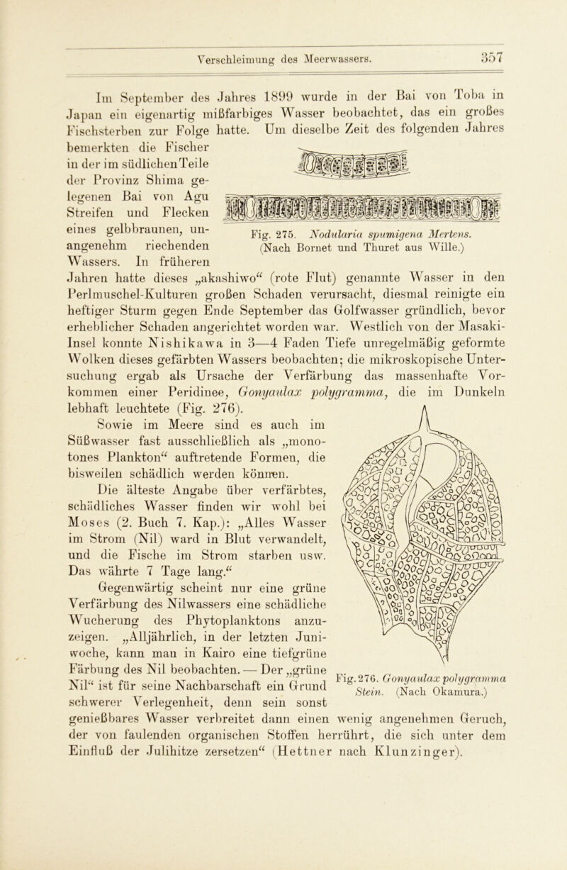 Verschleimung des Meerwassers. Im September des Jahres 1899 wurde in der Bai von loba in Japan ein eigenartig mißfarbiges Wasser beobachtet, das ein großes Fischsterben zur Folge hatte. Um dieselbe Zeit des folgenden Jahres bemerkten die Fischer in der im südlichen Teile der Provinz Shima ge- rovinz legenen Bai von Agu Streifen und Flecken eines gelbbraunen, un- angenehm riechenden W Fig. 275. Nodularia spnmigena Mertens. (Nach Bornet und Thuret aus Wille.) assers. In früheren Jahren hatte dieses „akashiwo“ (rote Flut) genannte Wasser in den Perlmuschel-Kulturen großen Schaden verursacht, diesmal reinigte ein heftiger Sturm gegen Ende September das Golfwasser gründlich, bevor erheblicher Schaden angerichtet worden war. Westlich von der Masaki- Insel konnte Nishikawa in 3—4 Faden Tiefe unregelmäßig geformte Wolken dieses gefärbten Wassers beobachten; die mikroskopische Unter- suchung ergab als Ursache der Verfärbung das massenhafte Vor- kommen einer Peridinee, Gonyaulax polygramma, die im Dunkeln lebhaft leuchtete (Fig. 276). Sowie im Meere sind es auch im Süßwasser fast ausschließlich als „mono- tones Plankton“ auftretende Formen, die bisweilen schädlich werden können. Die älteste Angabe über verfärbtes, schädliches Wasser finden wir wohl bei Moses (2. Buch 7. Kap.): „Alles Wasser im Strom (Nil) ward in Blut verwandelt, und die Fische im Strom starben usw. Das währte 7 Tage lang.“ Gegenwärtig scheint nur o n eine grüne Verfärbung des Nilwassers eine schädliche Wucherung des Phytoplanktons anzu- zeigen. „Alljährlich, in der letzten Juni- woche, kann mau in Kairo eine tiefgrüne Färbung des Nil beobachten. — Der „grüne Nil“ ist für seine Nachbarschaft ein Grund schwerer Verlegenheit, denn sein sonst genießbares Wasser verbreitet dann einen wenig angenehmen Geruch, der von faulenden organischen Stoffen herrührt, die sich unter dem Einfluß der Julihitze zersetzen“ (Hettner nach Klunzinger Fig. 276. Gonyaulax polygramma Stein. (Nach Okanxura.)