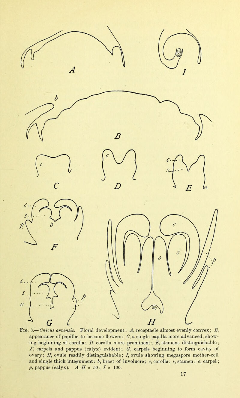 Fig. 3.—Cnicus arvensis. Floral development: A, receptacle almost evenly convex; B, appearance of papillae to become flowers; (7, a single papilla more advanced, show- ing beginning of corolla; D, corolla more prominent; E, stamens distinguishable; carpels and pappus (calyx) evident; G, carpels beginning to form cavity of ovary; H, ovule readily distinguishable; /, ovule showing megaspore mother-cell and single thick integument: 6, bract of involucre; c, corolla; s, stamen; o, carpel; pappus (calyx). A-H x 50 ; / x 100.