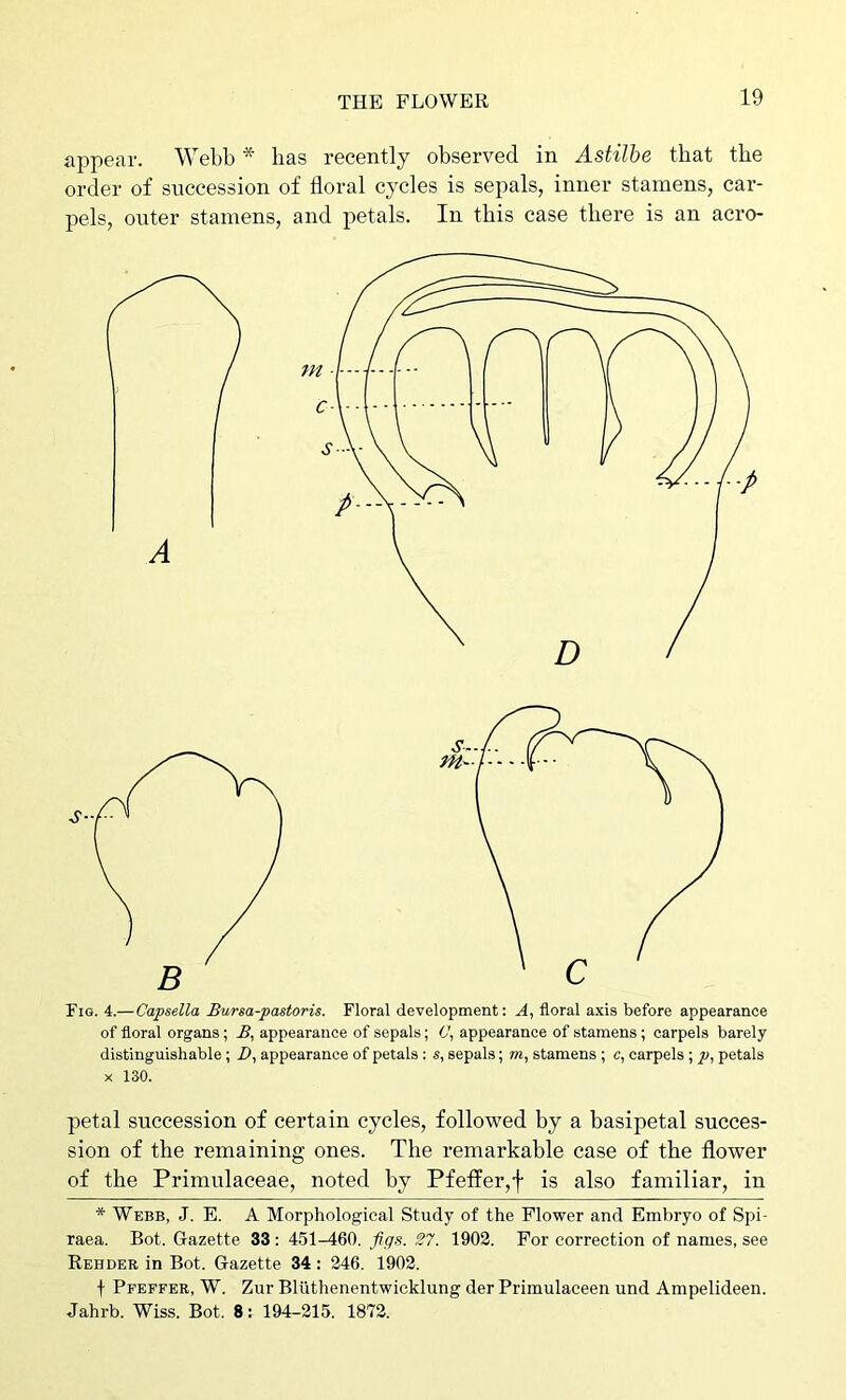 appear. Webb * has recently observed in Astilhe that the order of succession of floral cycles is sepals, inner stamens, car- pels, outer stamens, and petals. In this case there is an acro- A Fig. 4.—Capsella Bursa-pastoris. Floral development: A, floral axis before appearance of floral organs; B, appearance of sepals; 0, appearance of stamens; carpels barely distinguishable; X*, appearance of petals: s, sepals; m, stamens ; c, carpels; p, petals X 130. petal succession of certain cycles, followed by a basipetal succes- sion of the remaining ones. The remarkable case of the flower of the Primulaceae, noted by Pfeffer,f is also familiar, in * Webb, J. E. A Morphological Study of the Flower and Embryo of Spi- raea. Bot. Gazette 33: 451-460. figs. S7. 1902. For correction of names, see Rehder in Bot. Gazette 34 : 246. 1902. f Pfeffee, W. Zur Bliithenentwicklung der Primulaceen und Ampelideen. Jahrb. Wiss. Bot. 8: 194-215. 1872.