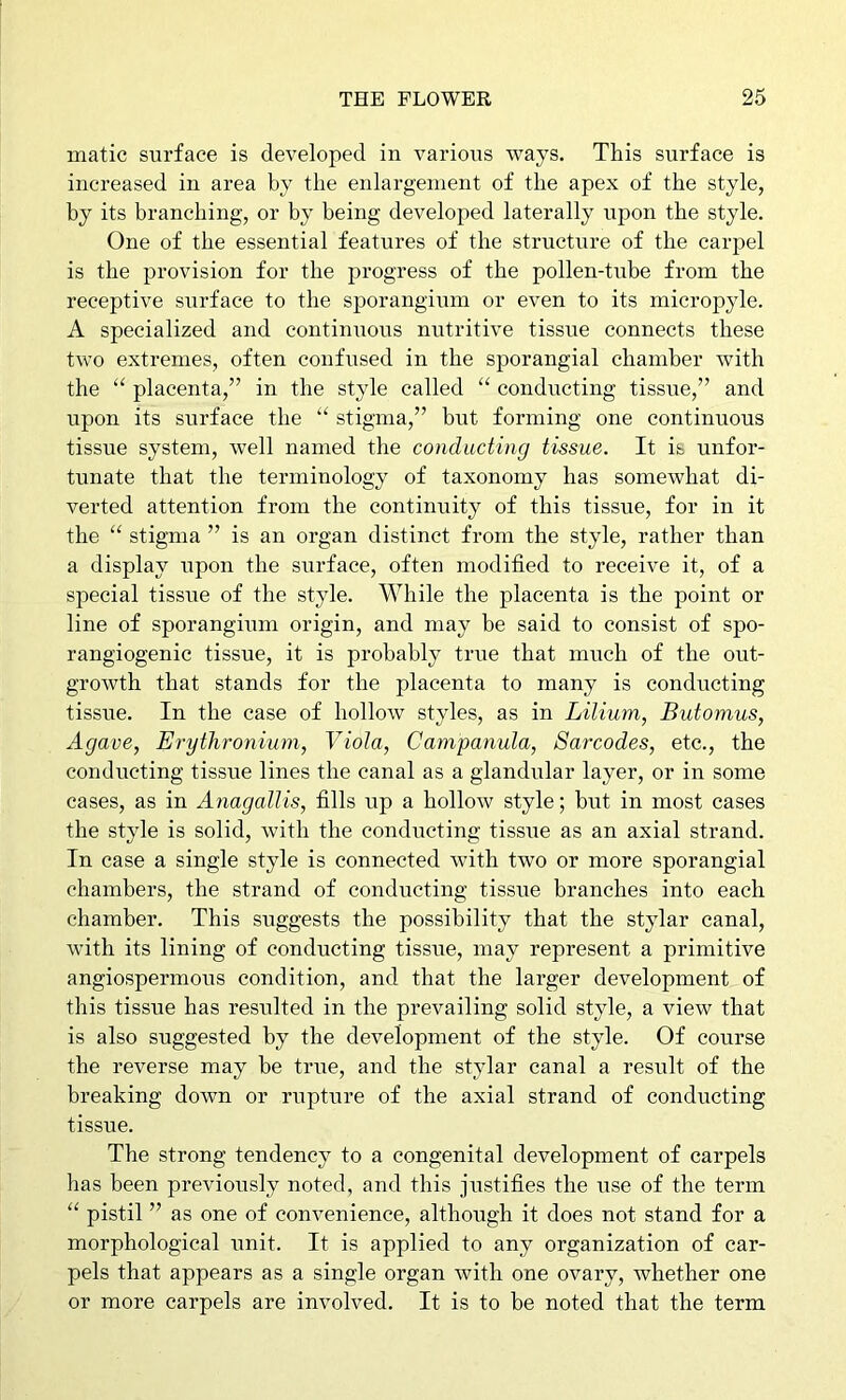 matic surface is developed in various ways. This surface is increased in area by the enlargement of the apex of the style, by its branching, or by being developed laterally upon the style. One of the essential features of the structure of the carpel is the provision for the progress of the pollen-tube from the receptive surface to the sporangiiiin or even to its micropyle. A specialized and contimious nutritive tissue connects these two extremes, often confused in the sporangial chamber with the “ placenta,” in the style called “ conducting tissue,” and upon its surface the “ stigma,” but forming one continuous tissue system, well named the conducting tissue. It is unfor- tunate that the terminology of taxonomy has somewhat di- verted attention from the continuity of this tissue, for in it the “ stigma ” is an organ distinct from the style, rather than a display upon the surface, often modified to receive it, of a special tissue of the style. While the placenta is the point or line of sporangium origin, and may be said to consist of spo- rangiogenic tissue, it is probably true that much of the out- growth that stands for the placenta to many is conducting tissue. In the case of hollow styles, as in Lilium, Butomus, Agave, Erythroniuin, Viola, Campanula, Barcodes, etc., the conducting tissue lines the canal as a glandular layer, or in some cases, as in Anagallis, fills up a hollow style; but in most cases the style is solid, with the conducting tissue as an axial strand. In case a single style is connected with two or more sporangial chambers, the strand of conducting tissue branches into each chamber. This suggests the possibility that the stylar canal, with its lining of conducting tissue, may represent a primitive angiospermous condition, and that the larger development of this tissue has resulted in the prevailing solid style, a view that is also suggested by the development of the style. Of course the reverse may be true, and the stylar canal a result of the breaking down or rupture of the axial strand of conducting tissue. The strong tendency to a congenital development of carpels has been previously noted, and this justifies the use of the term “ pistil ” as one of convenience, although it does not stand for a morphological unit. It is applied to any organization of car- pels that appears as a single organ with one ovary, whether one or more carpels are involved. It is to be noted that the term